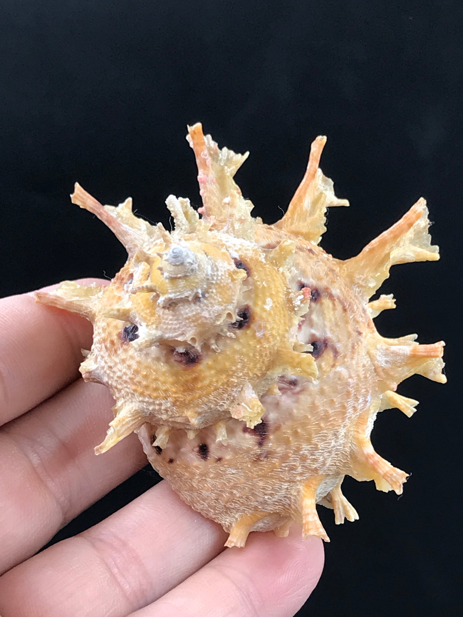 Seashell, Ocean, Beach, Natural, Decor, Collectible, Specimen: Seashell Angaria Phunela