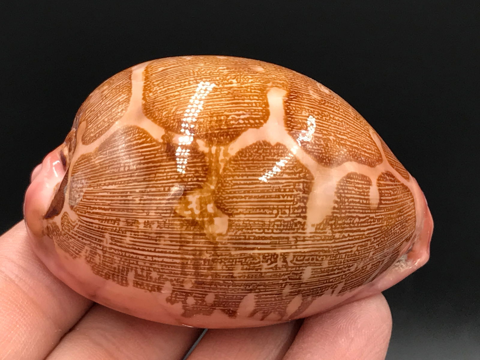 Seashell, Ocean, Beach, Natural, Decor, Collectible, Specimen (1 of 5)