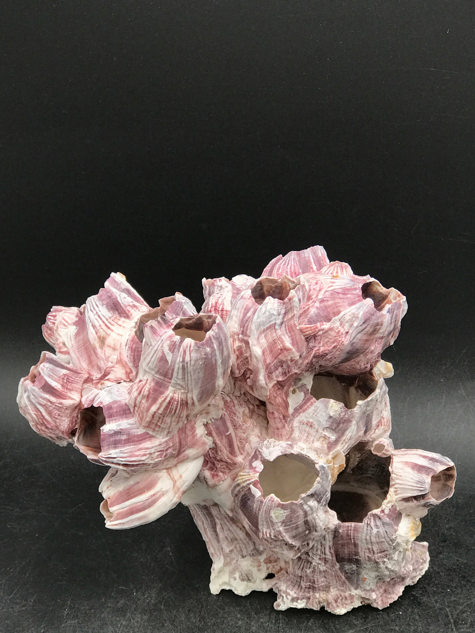 Barnacle, Ocean, Beach, Natural, Decor, Collectible, Specimen: Zebra Barnacle Cluster 11oz
