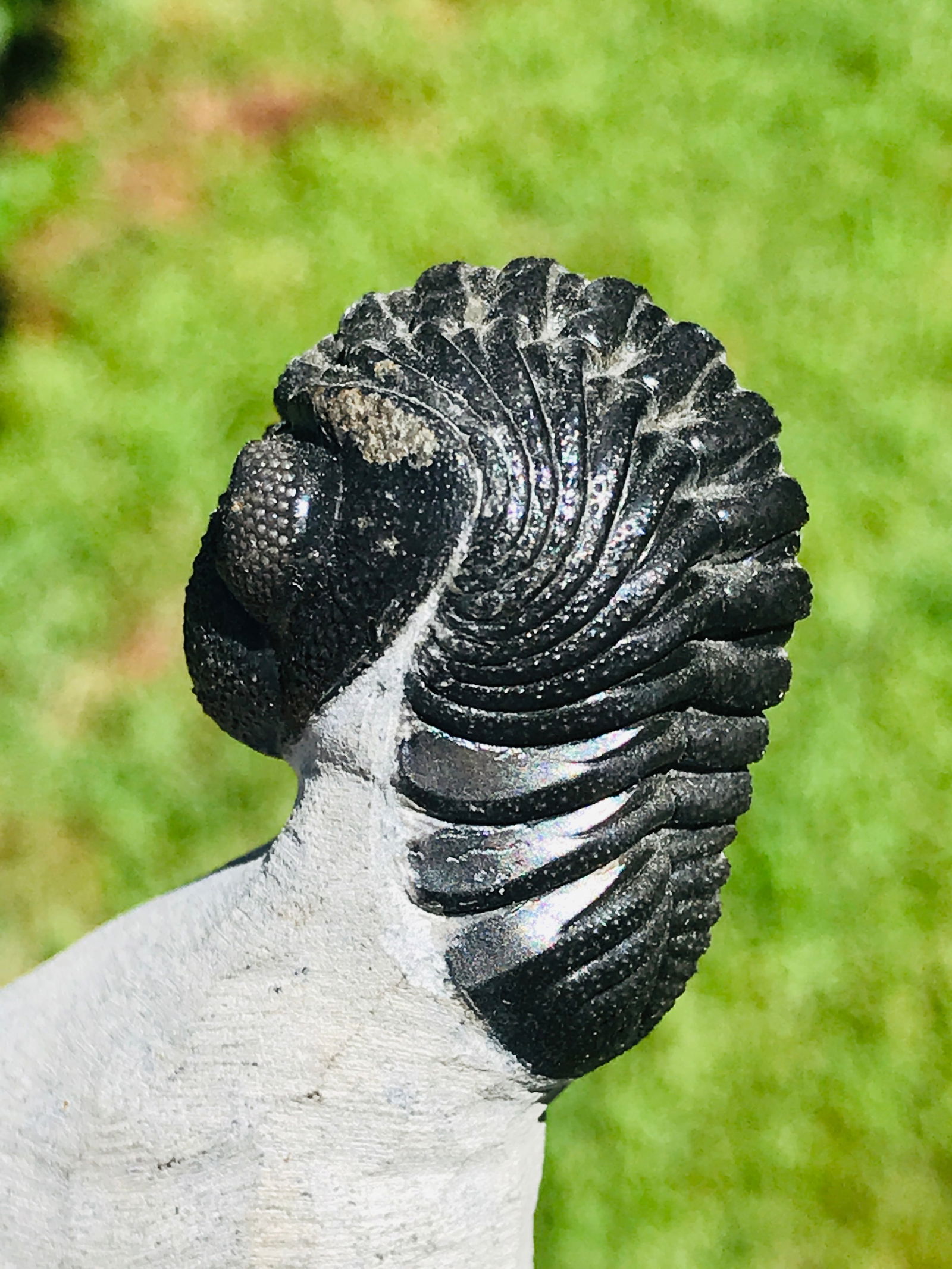 Trilobite, Fossil, Rock, Natural, Collectible, Specimen (1 of 4)