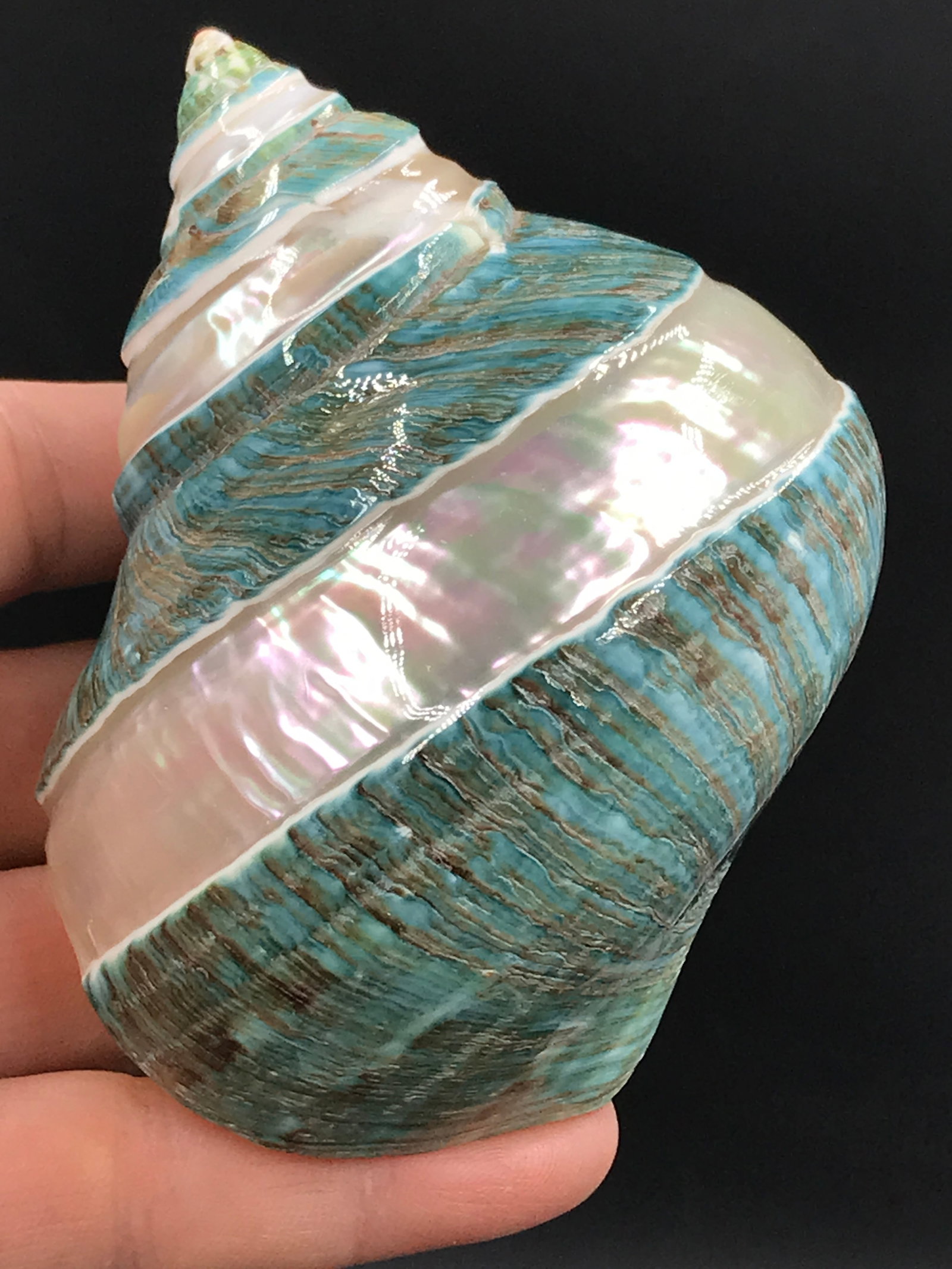 Seashell, Ocean, Beach, Natural, Decor, Collectible, Specimen: Seashell Carved Jade Turbo