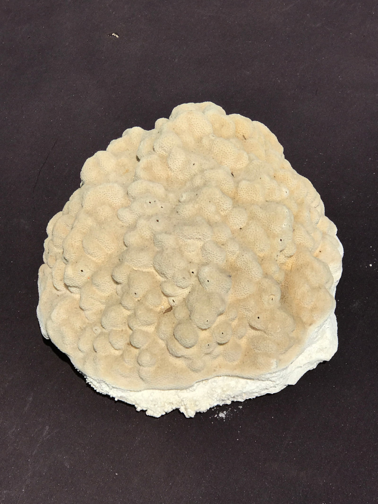 Coral, Ocean, Beach, Natural, Decor, Collectible, Specimen (1 of 5)