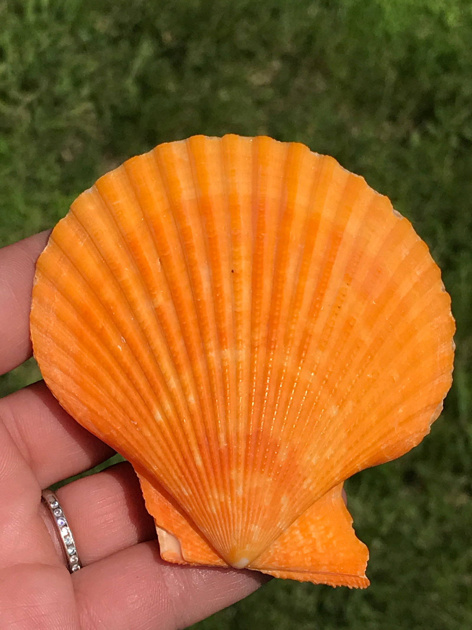 Seashell, Ocean, Beach, Natural, Decor, Collectible, Specimen: Seashell Pecten Noblis Noble Scallop