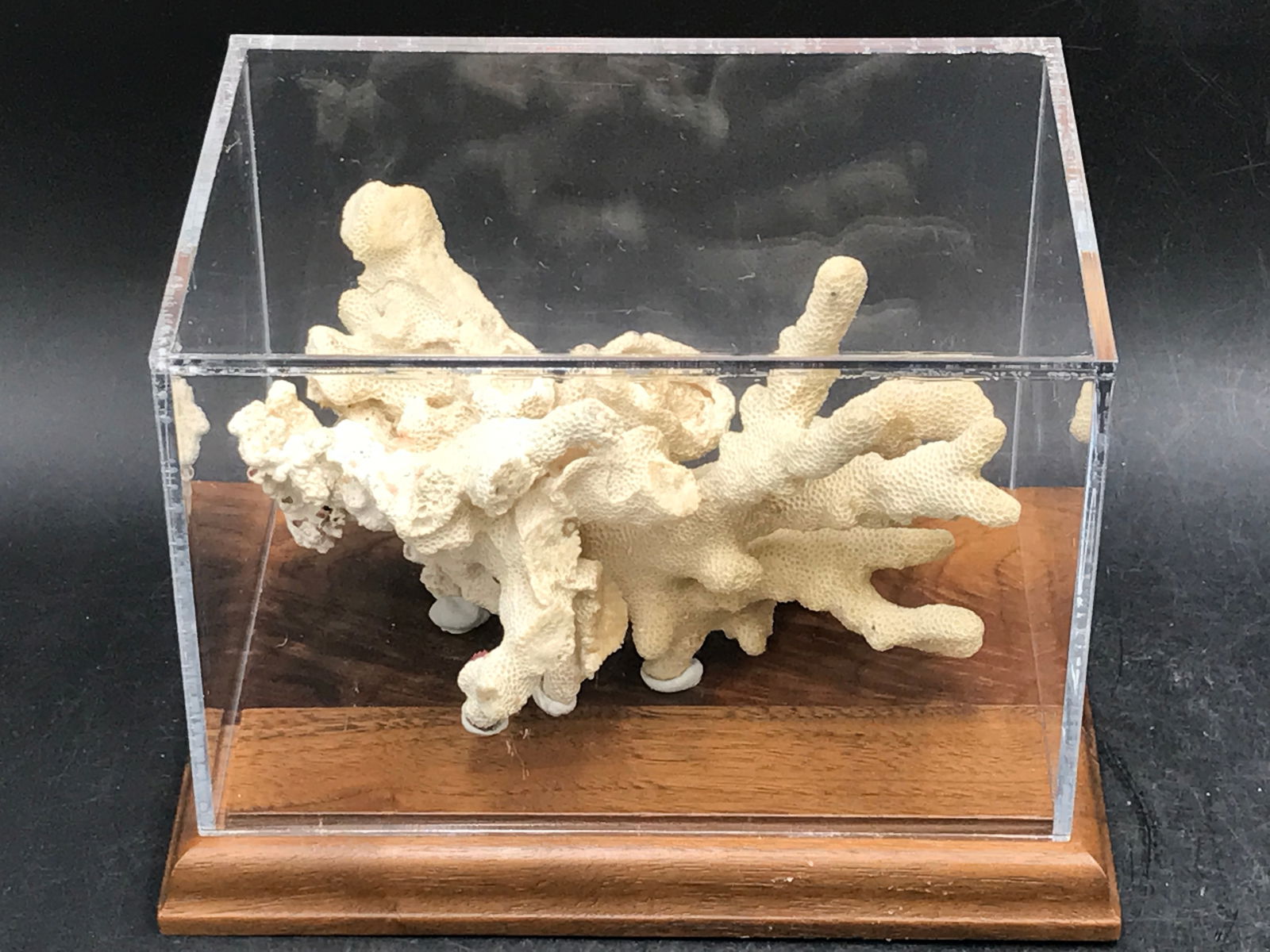 Coral, Ocean, Beach, Natural, Decor, Collectible, Specimen (1 of 5)