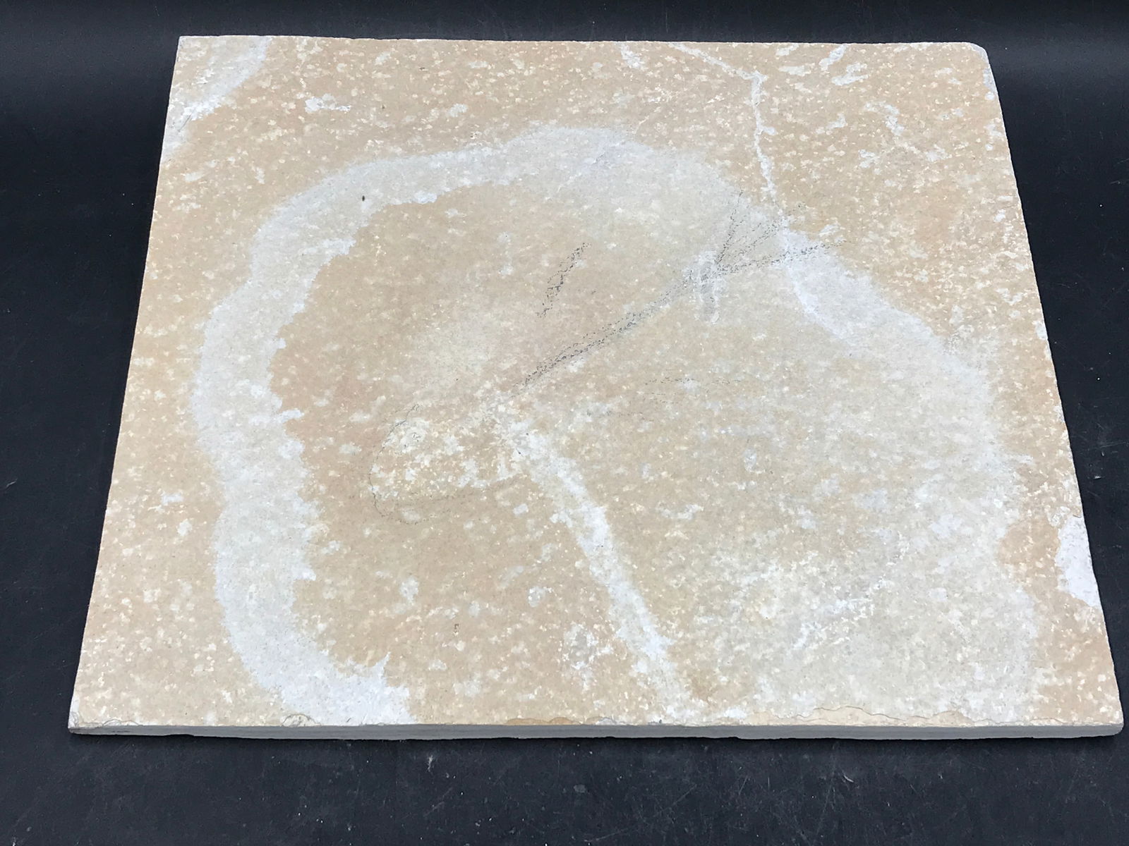 Fish, Fossil, Rock, Natural, Unprepped, Decor, Collectible, Specimen,: Unprepped Fossil Fish Knightia Eoceana Green River Formation Wyoming