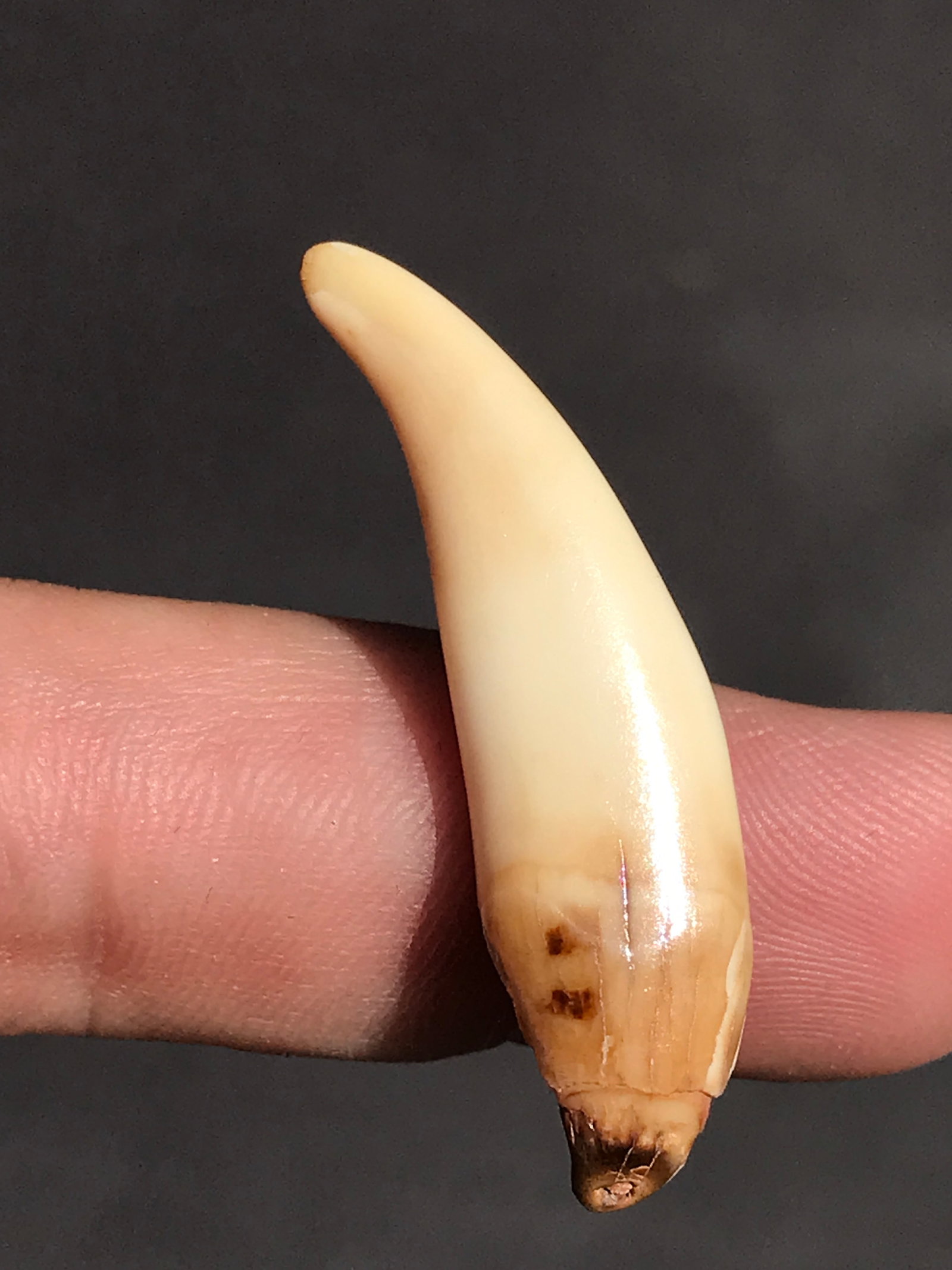 Seal, Fossil, Natural, Collectible, Specimen, Tooth: Fossil Tooth Seal (Polished) AK 1.5"