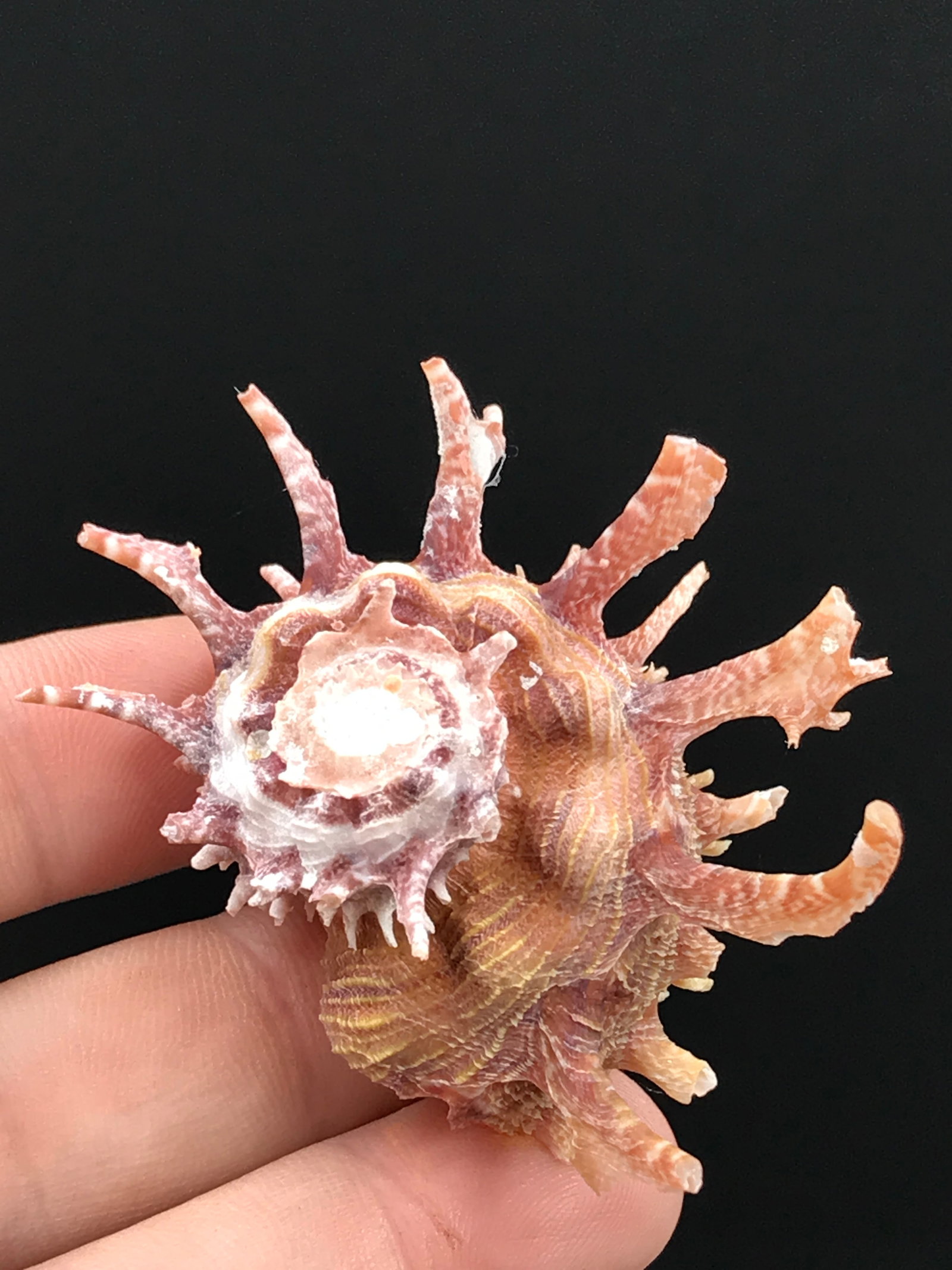 Seashell, Ocean, Beach, Natural, Decor, Collectible, Specimen: Seashell Angaria Delphinus