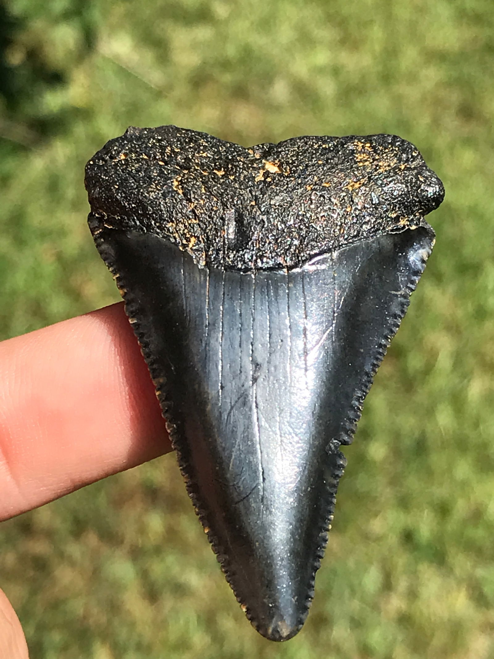 Shark, Fossil, Natural, Collectible, Specimen, Tooth: Fossil Shark Tooth Great White 2.2"