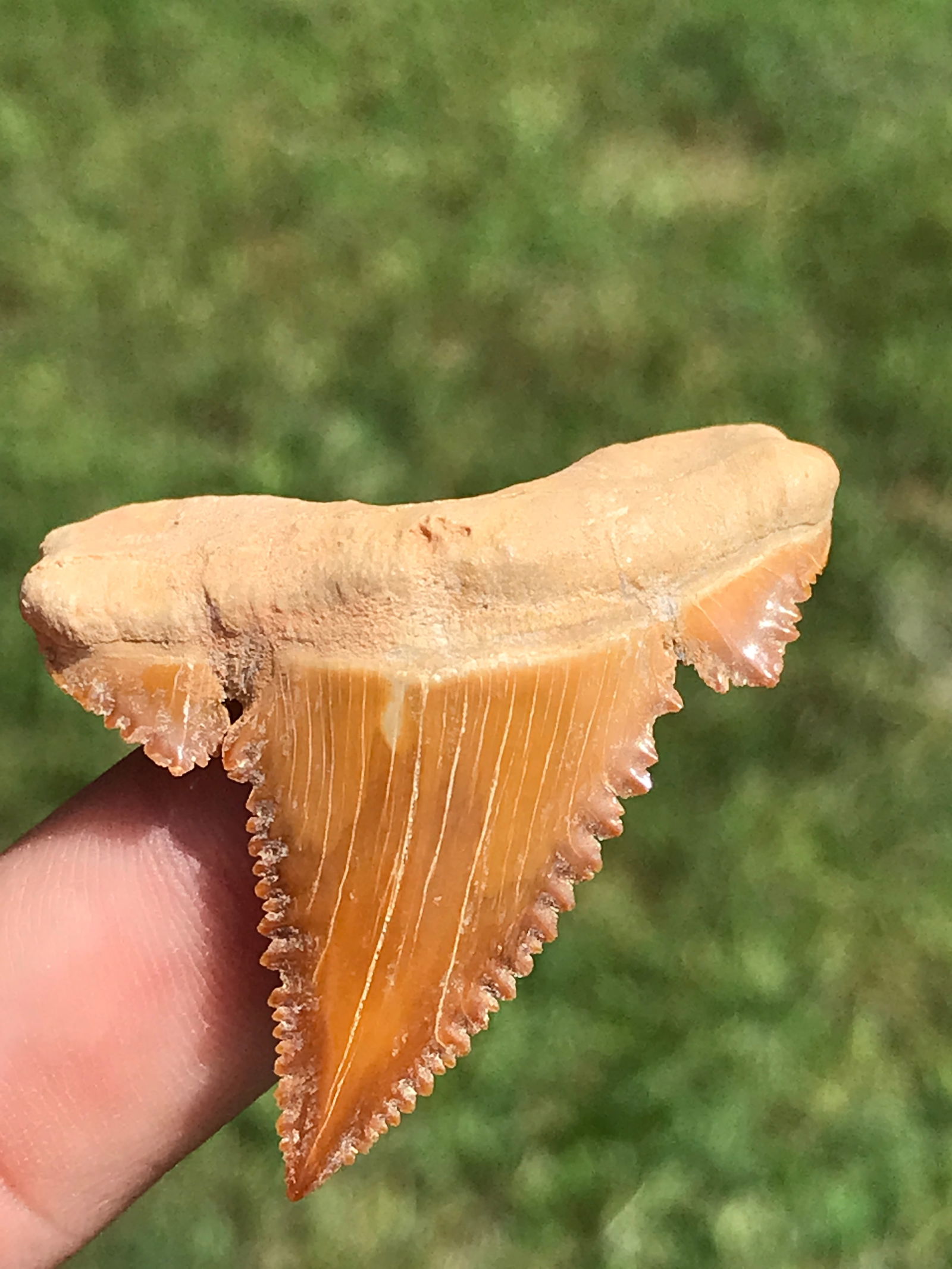 Shark, Fossil, Natural, Collectible, Specimen, Tooth: Fossil Shark Tooth Angustidens Morocco 1.75"