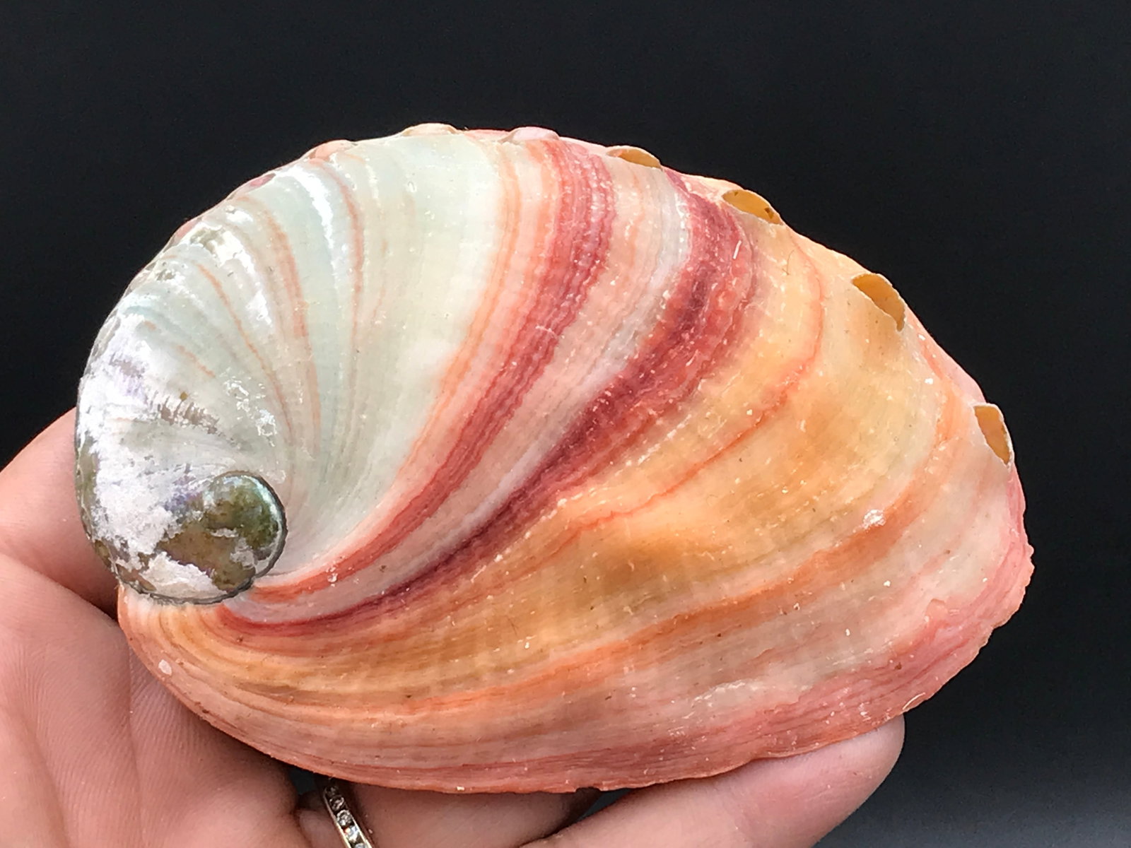 Seashell, Ocean, Beach, Natural, Decor, Collectible, Specimen: Seashell Chino Abalone