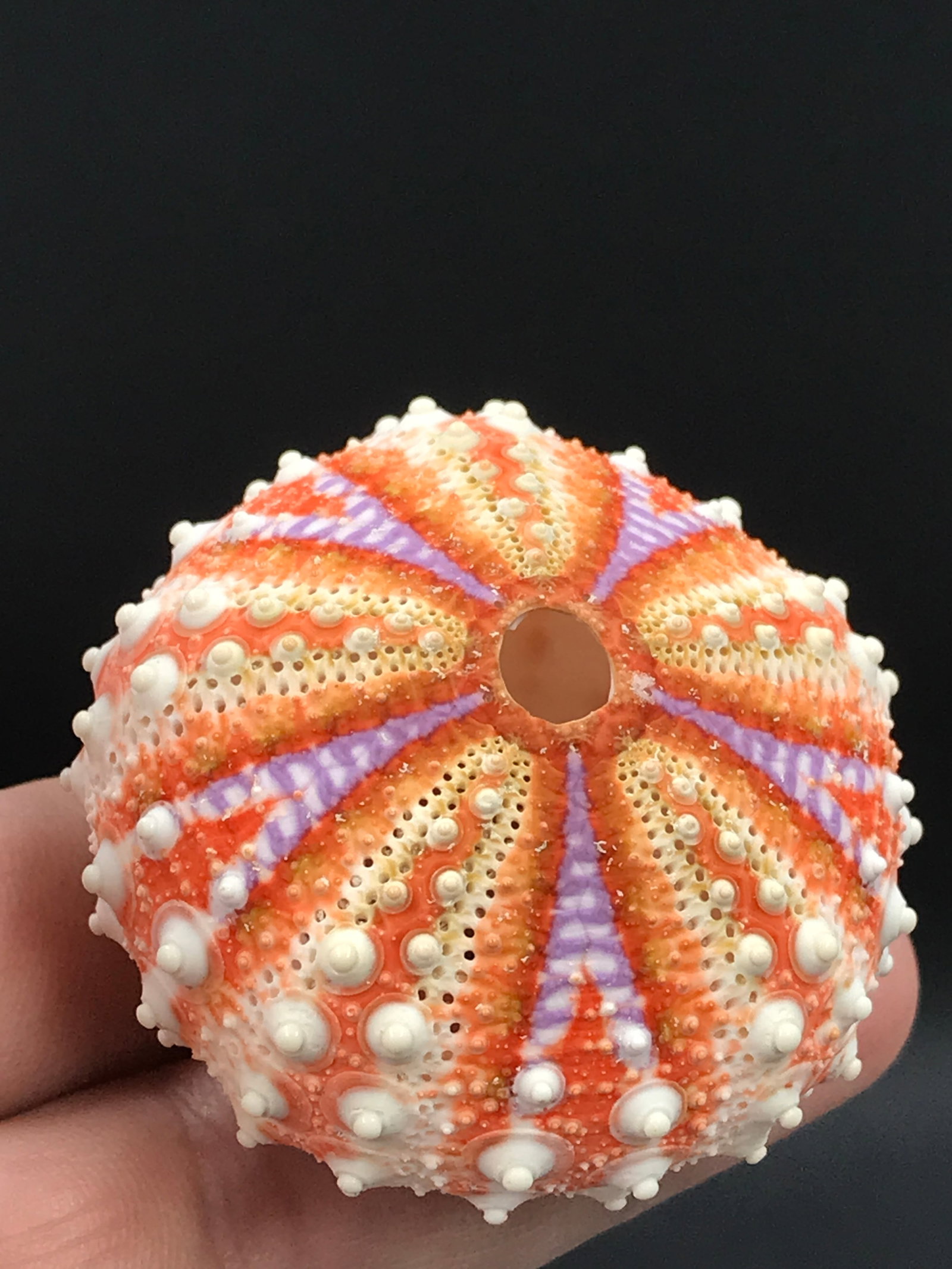 Seashell, Ocean, Beach, Natural, Decor, Collectible, Specimen: Seashell Urchin
