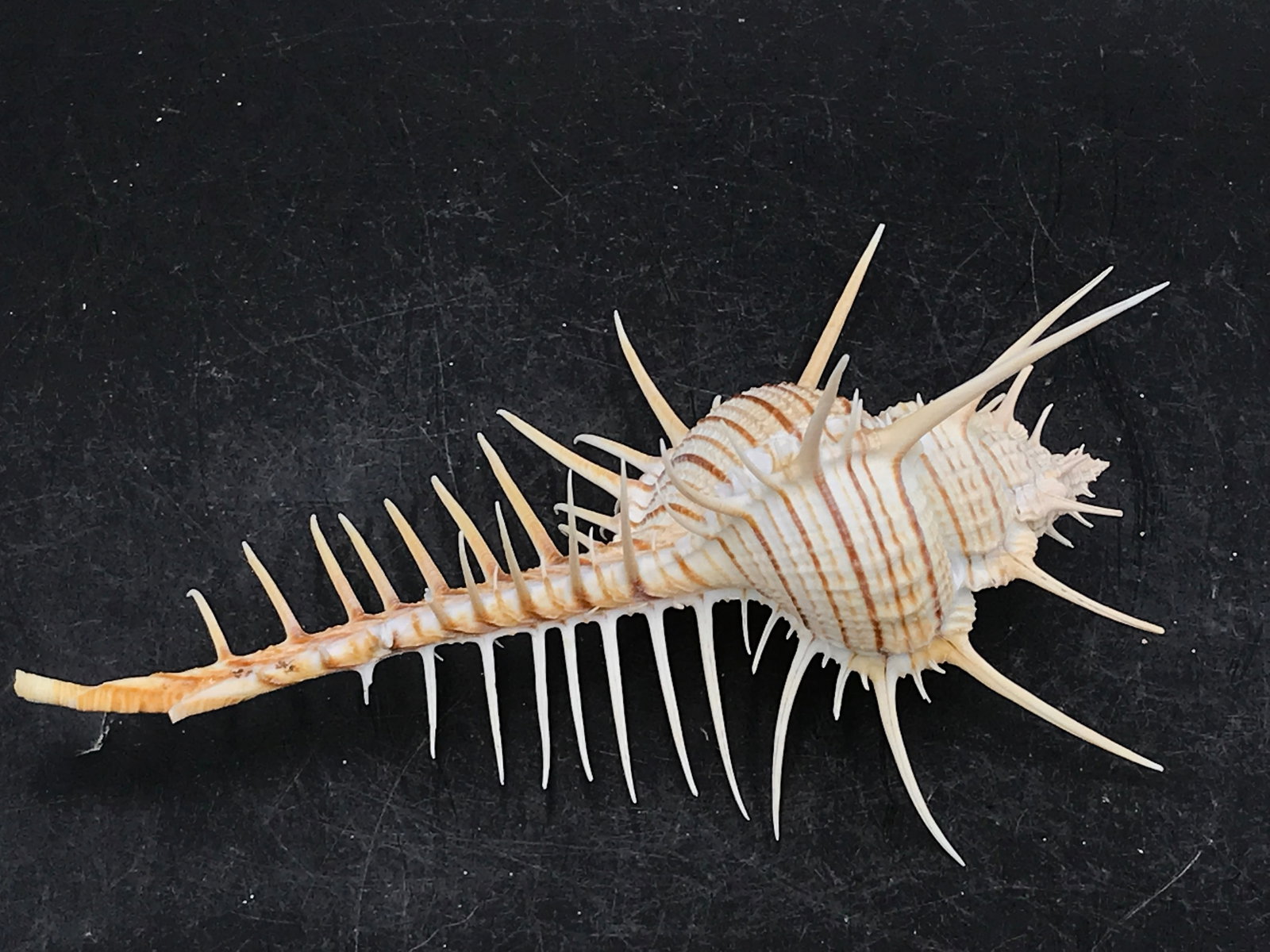 Seashell, Ocean, Beach, Natural, Decor, Collectible, Specimen (1 of 5)