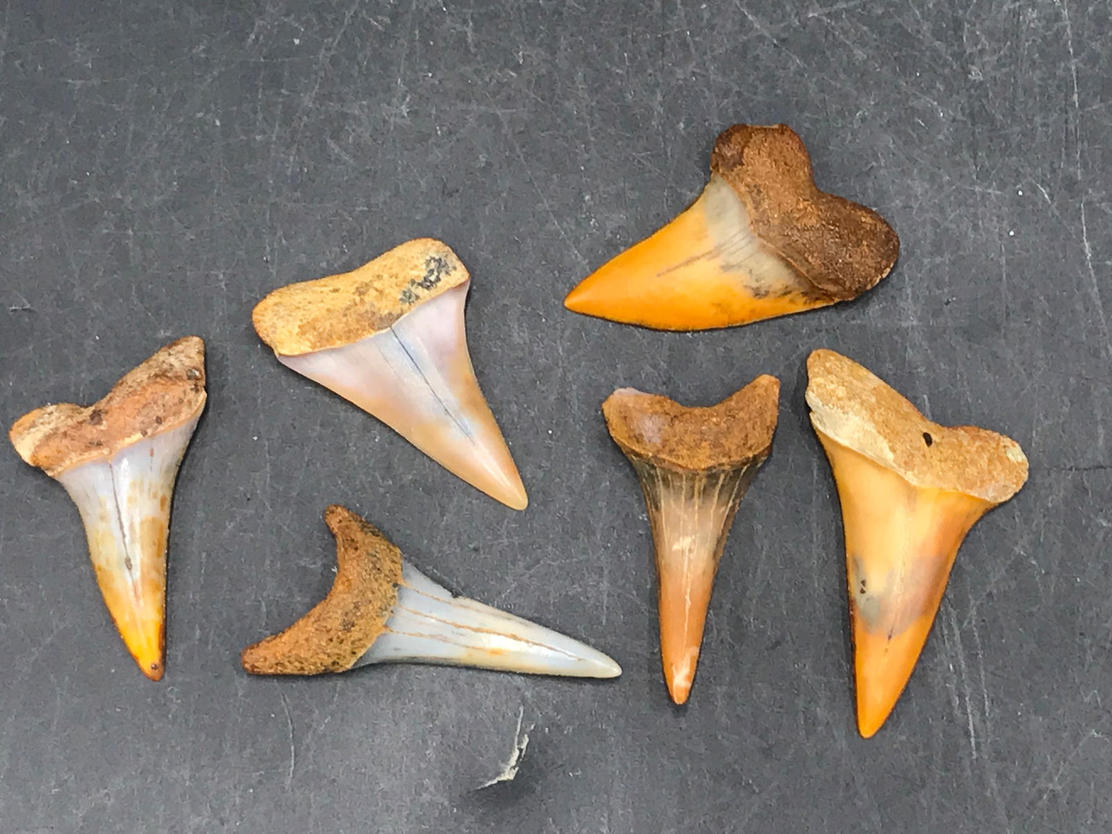 Shark, Fossil, Natural, Collectible, Specimen, Tooth: Fossil Shark Teeth (All 1+")