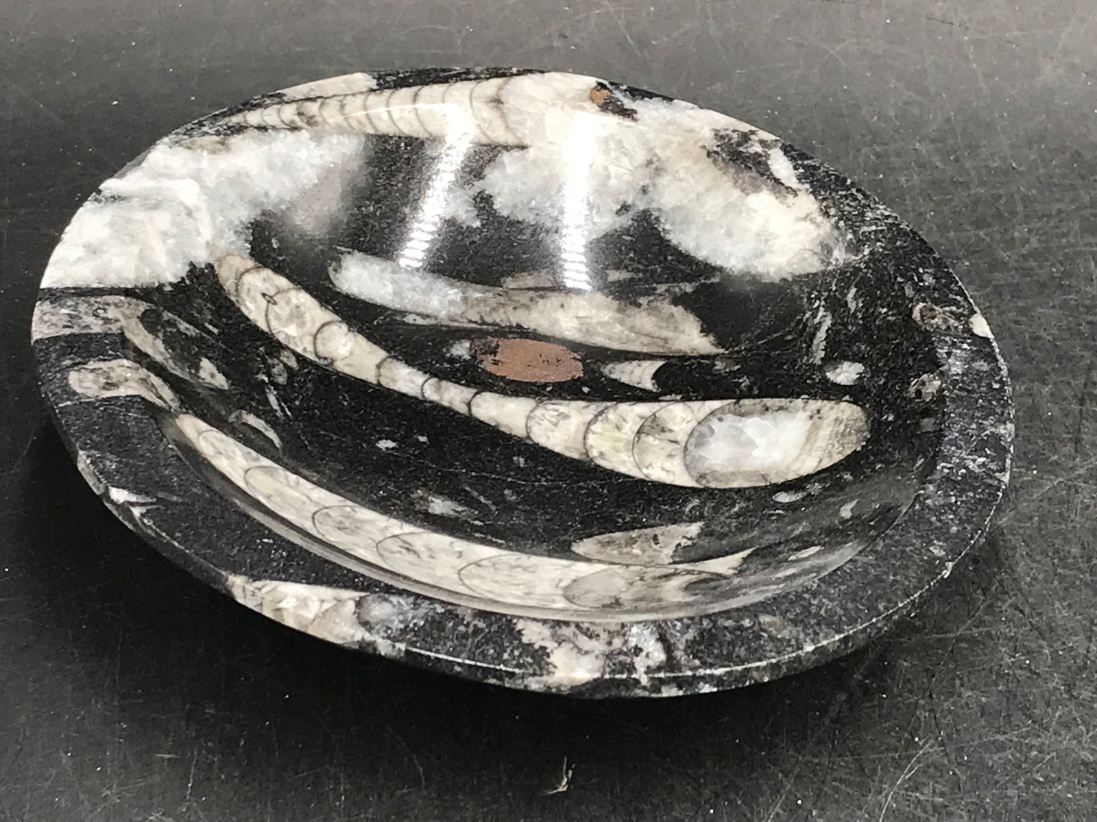 Orthoceras, Fossil, Rock, Natural, Decor, Collectible, Bowl: Fossil Orthoceras in Marble Bowl Morocco 4"