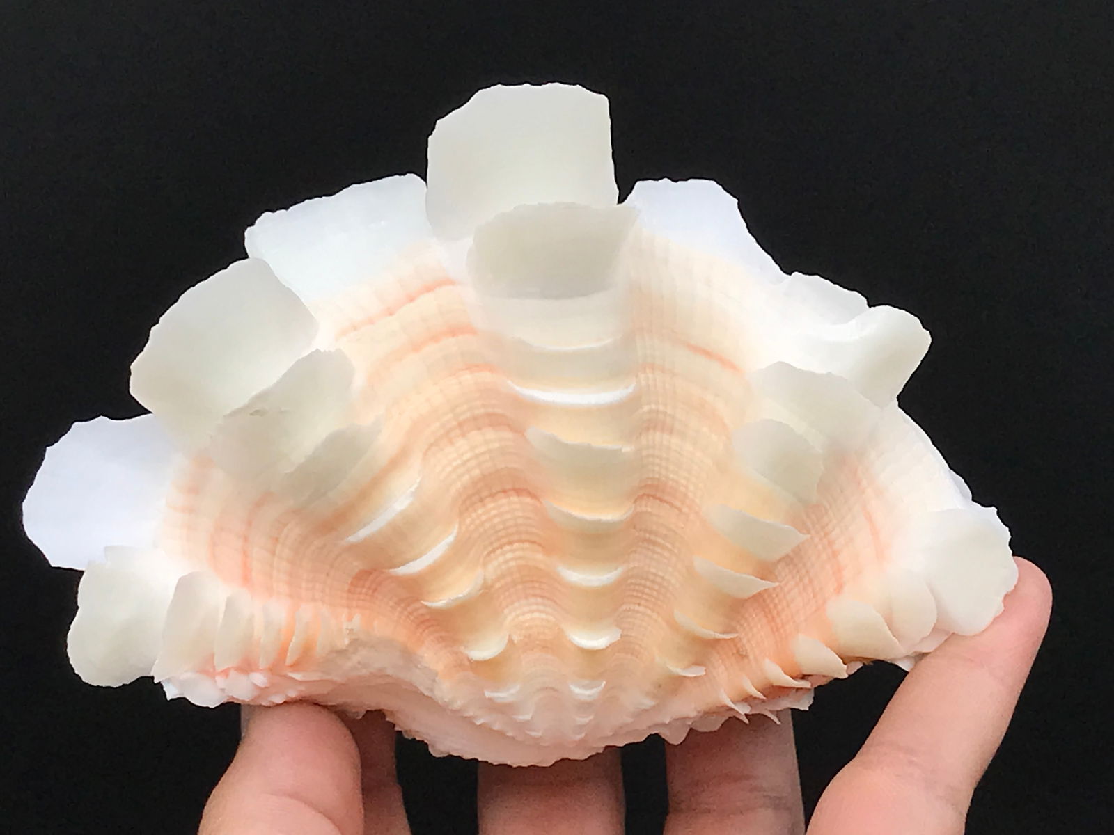 Clam, Shell, Ocean, Beach, Natural, Decor, Collectible, Specimen (1 of 5)