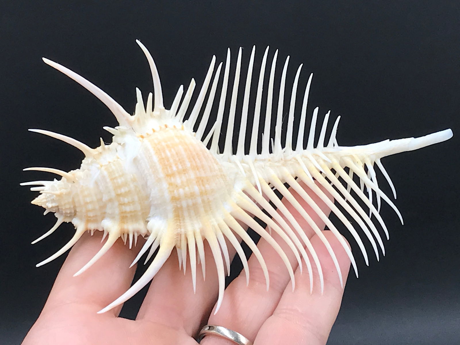 Seashell, Ocean, Beach, Natural, Decor, Collectible, Specimen (1 of 5)