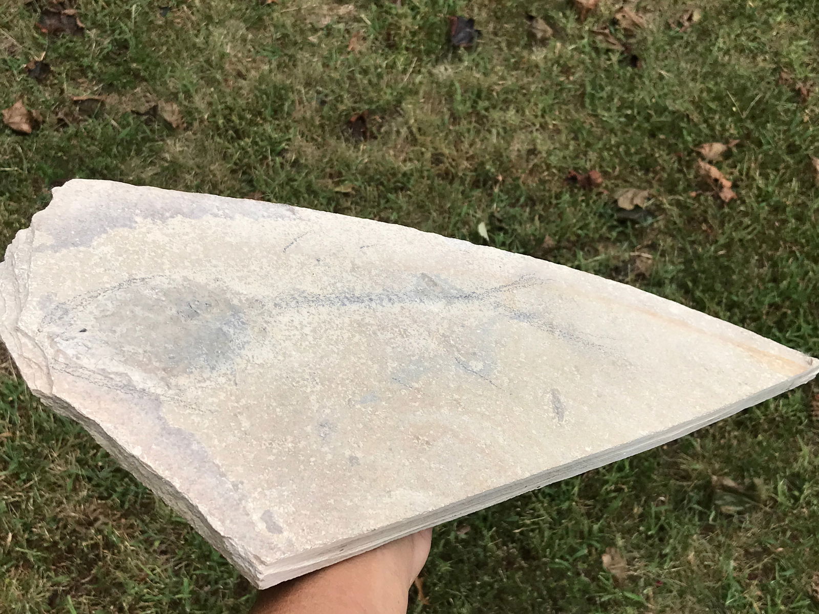 Fish, Fossil, Rock, Natural, Decor, Collectible, Specimen, Green River Formation,: Fossil Fish Unprepped Mioplosis Green River Formation