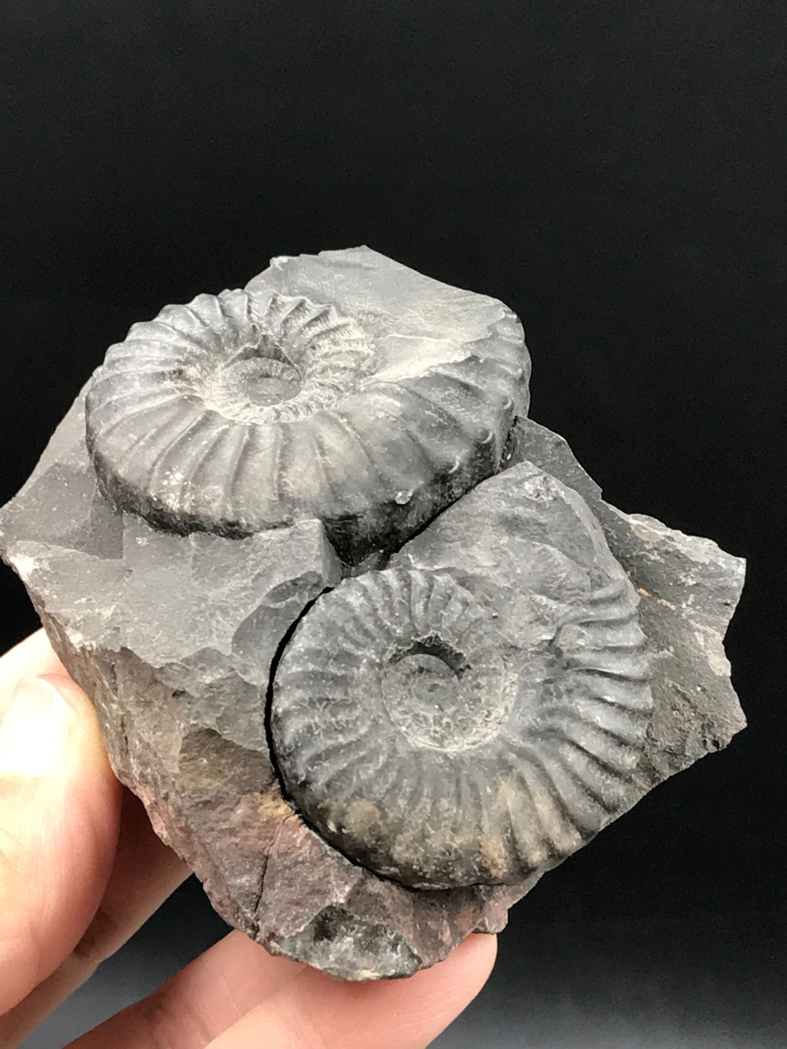 Ammonite, Fossil, Rock, Natural, Collectible, Specimen (1 of 5)