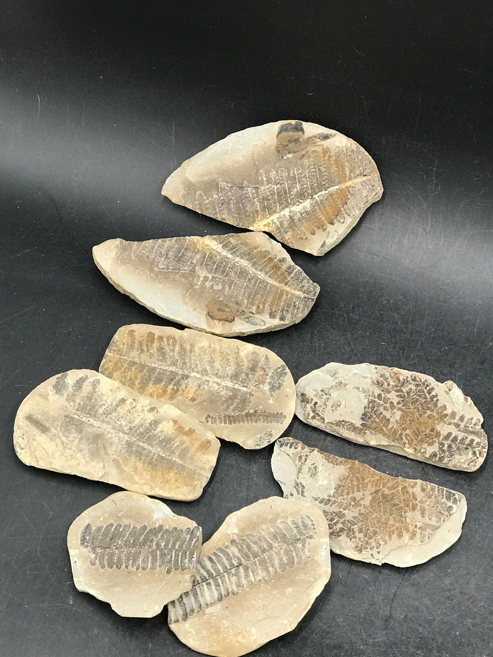 Fern, Fossil, Rock, Natural, Collectible, Specimen,: Fossil Ferns Mazon Creek Formation 1lb 4oz