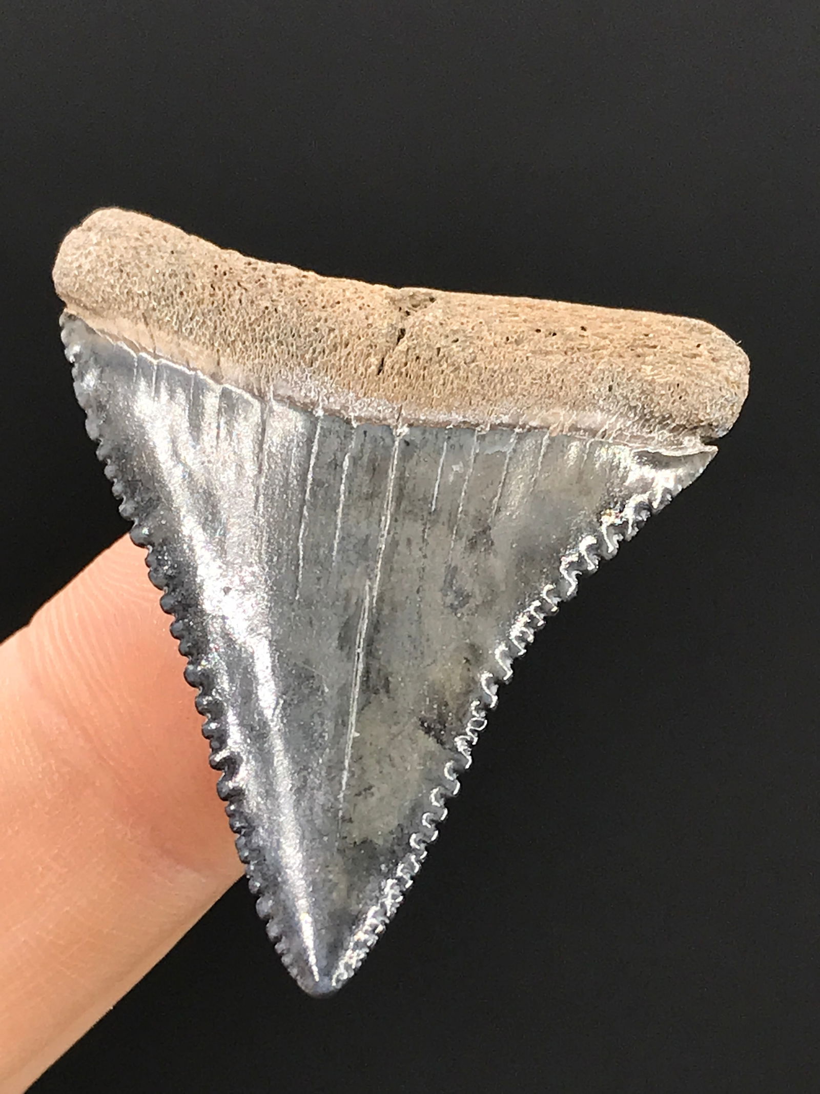 Shark, Fossil, Natural, Collectible, Specimen, Tooth: Fossil Shark Tooth Great White 1.6"