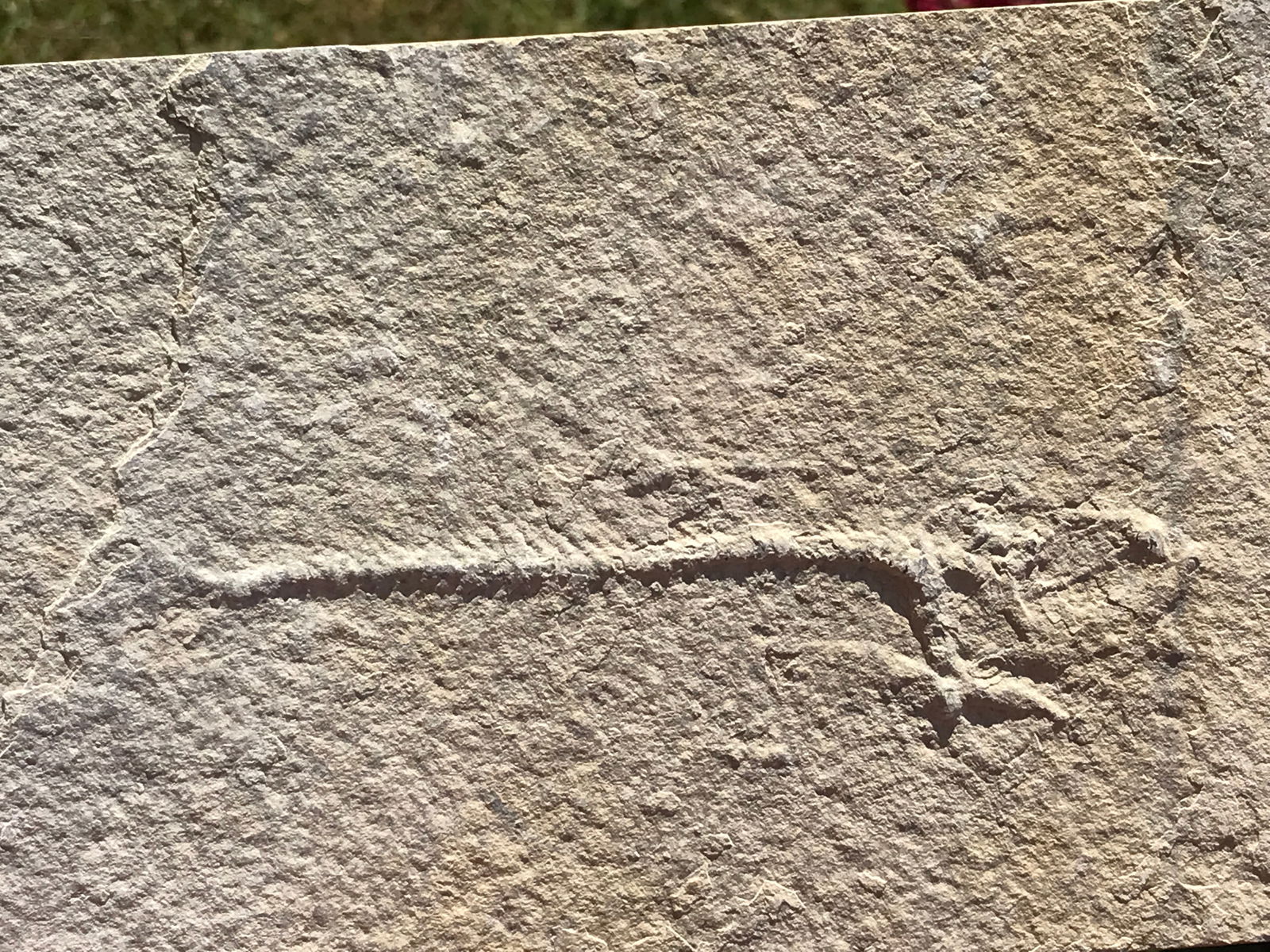 Fish, Fossil, Rock, Natural, Unpreppared, Collectible, Specimen, Green River Formation,: Fossil Fish Unprepped Diplomystus Green River Formation