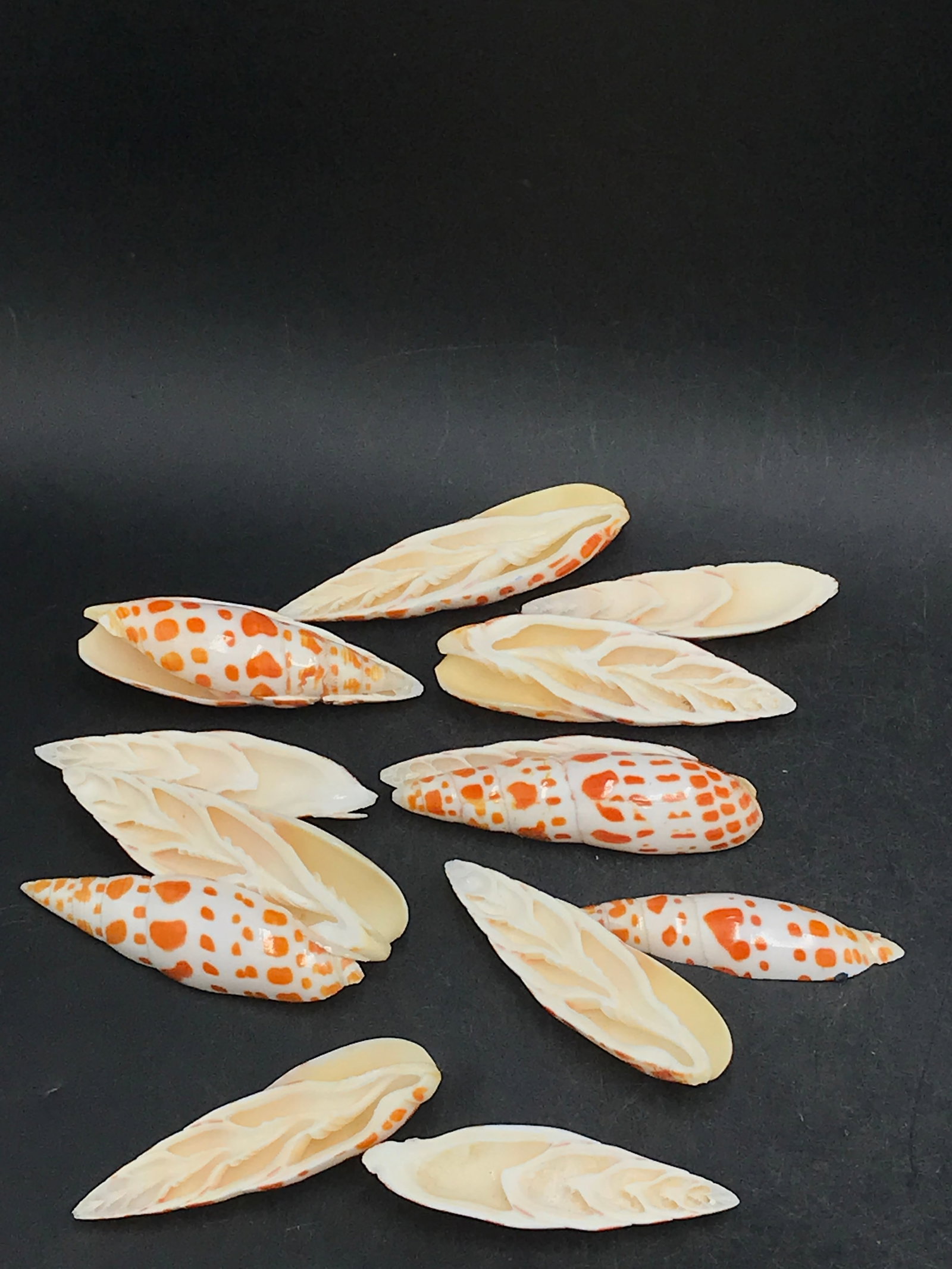 Seashell, Ocean, Beach, Natural, Decor, Collectible, Specimen: Seashells Mitre-Mitre (Split)