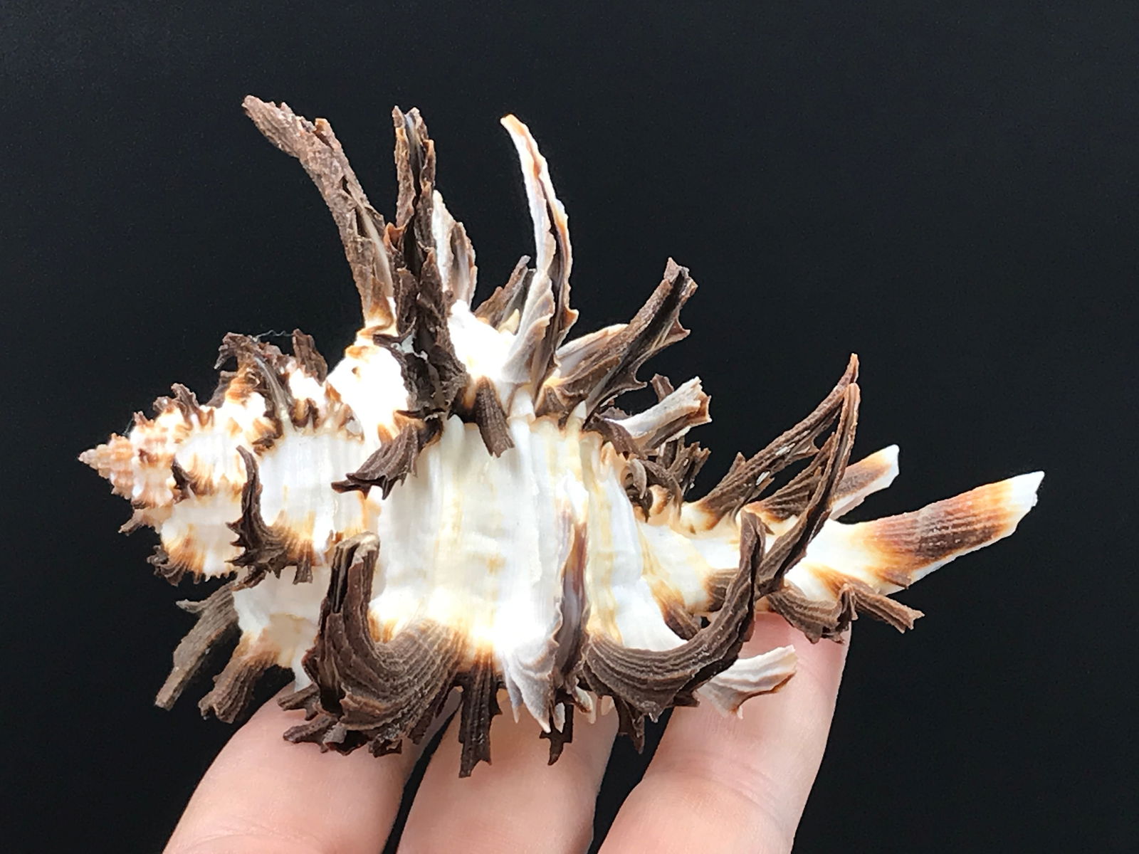 Seashell, Ocean, Beach, Natural, Decor, Collectible, Specimen (1 of 5)