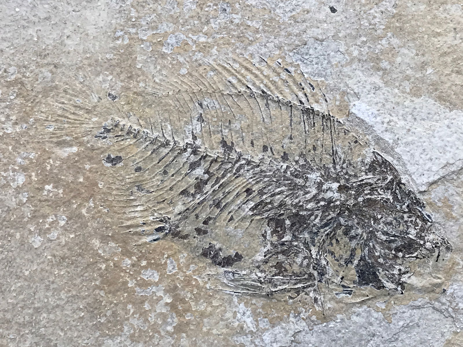 Fish, Fossil, Rock, Natural, Decor, Collectible, Specimen, Green River Formation, Unprepped: Fossil Fish Unprepped Cockerellites Green River Formation, WY