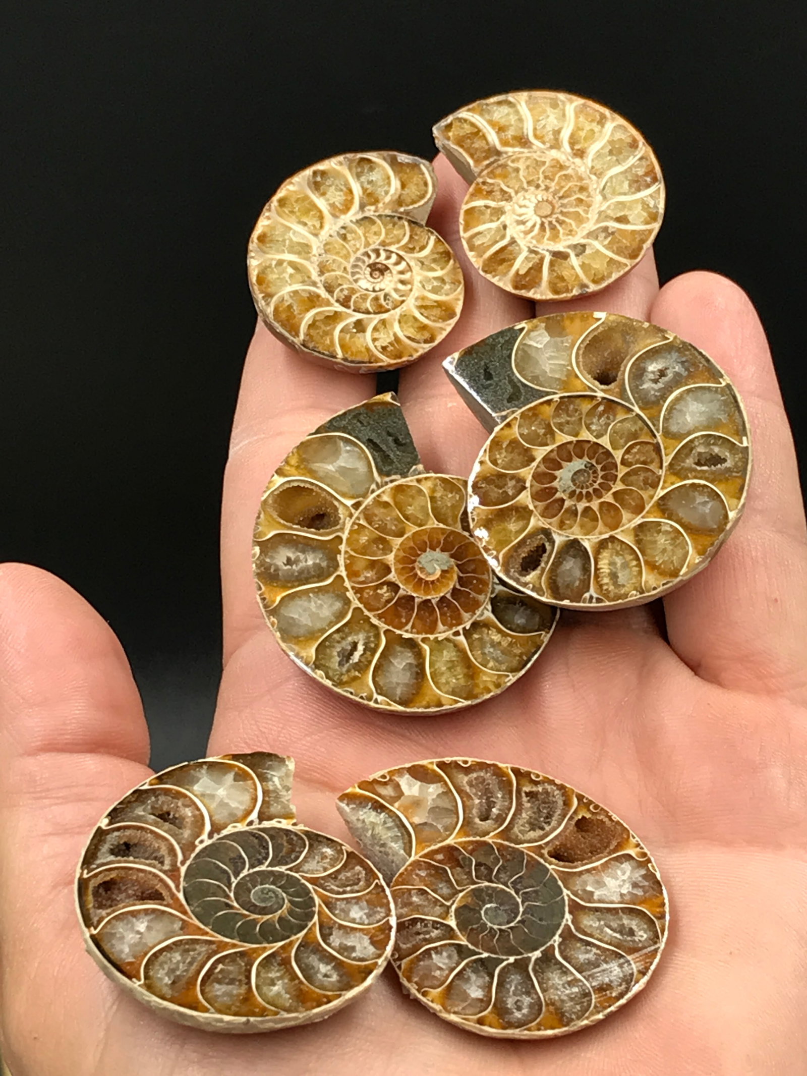 Ammonite, Fossil, Rock, Natural, Collectible, Specimen (1 of 5)