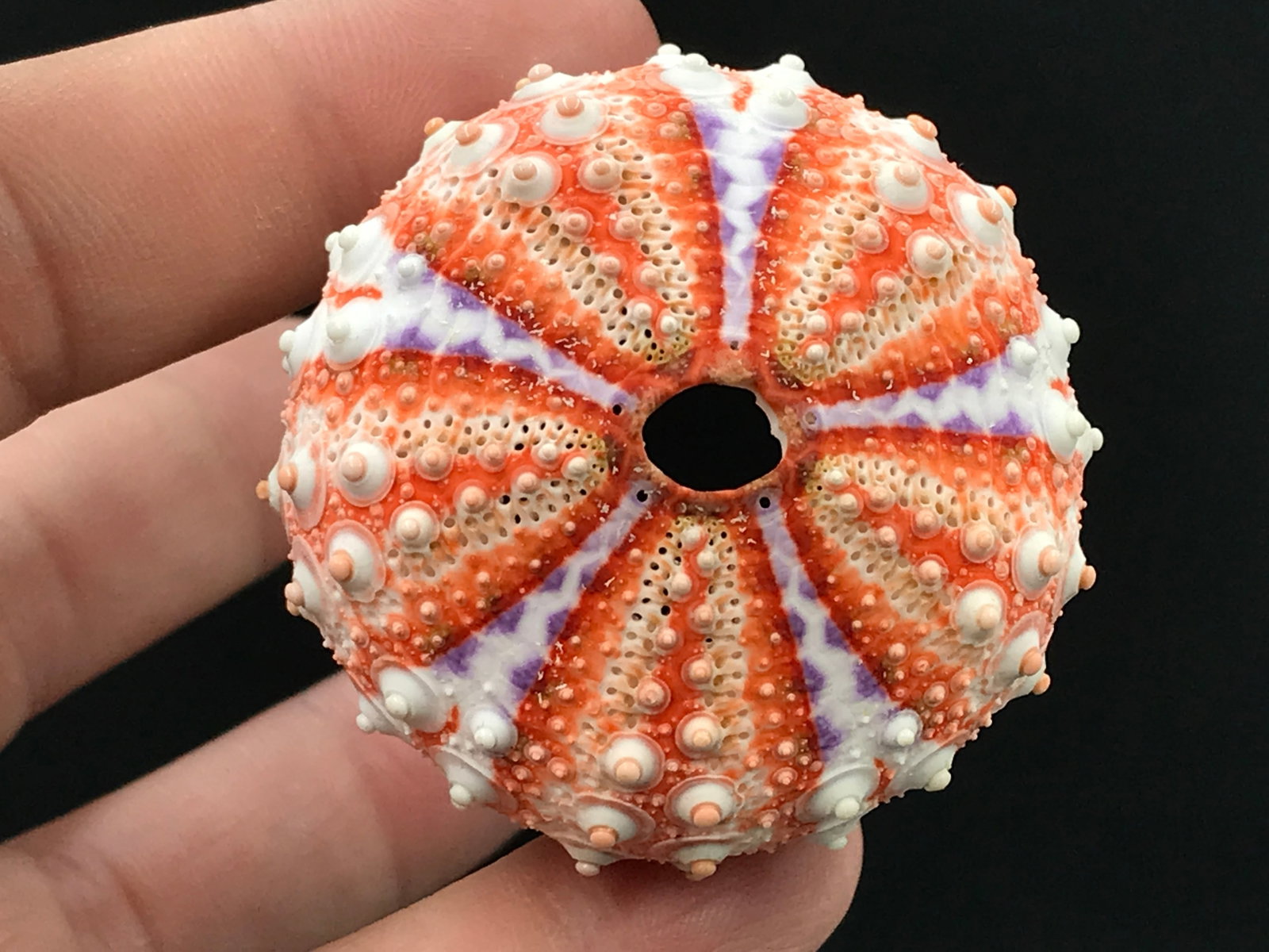 Seashell, Ocean, Beach, Natural, Decor, Collectible, Specimen, Urchin: Urchin Velarde Urchin