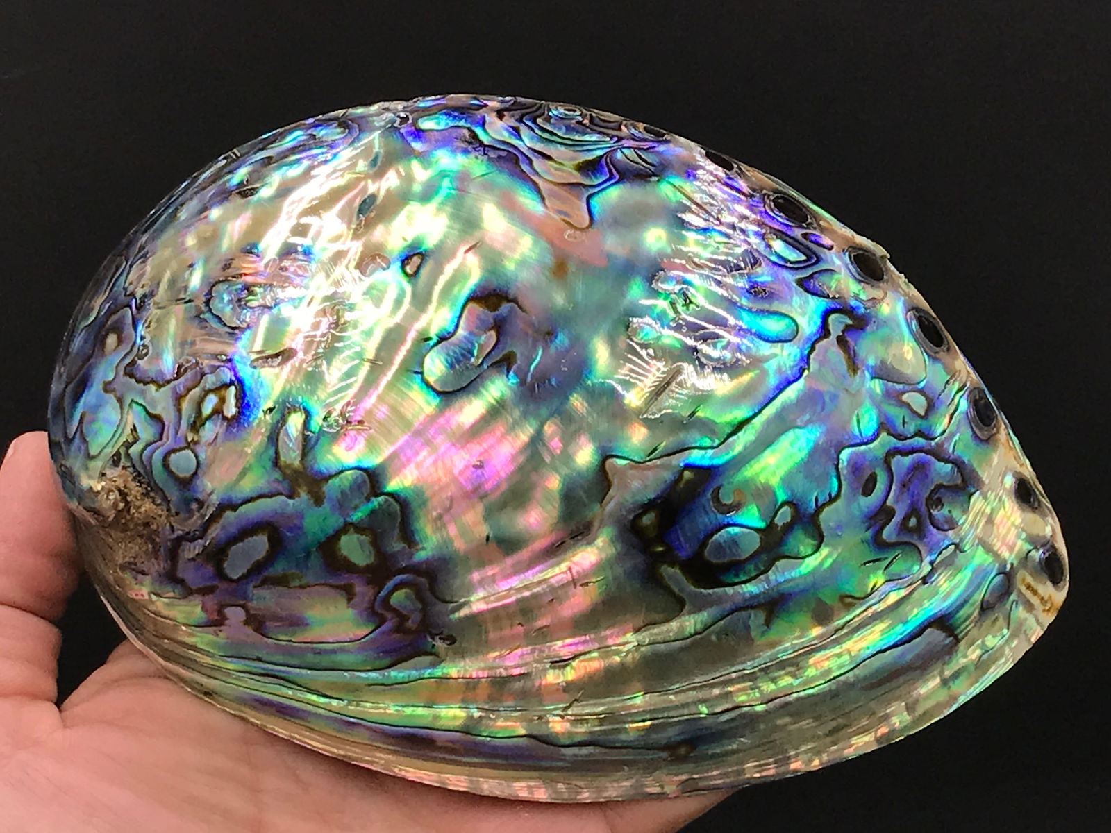 Seashell, Ocean, Beach, Natural, Decor, Collectible, Specimen (1 of 3)