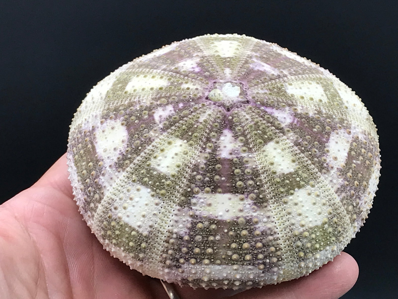 Seashell, Ocean, Beach, Natural, Decor, Collectible, Specimen, Urchin: Urchin Mushroom Urchin