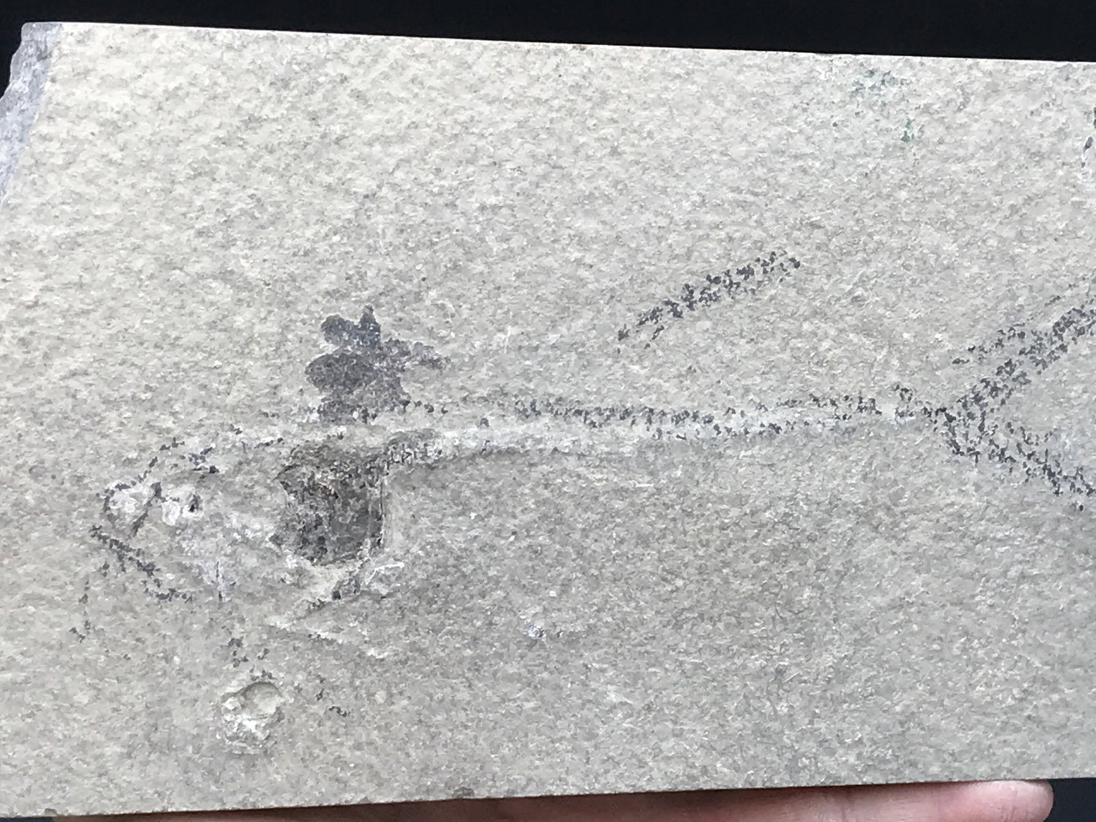 Fish, Fossil, Rock, Natural, Decor, Collectible, Specimen, Unprepped: Fossil Fish Unprepped Diplomystus
