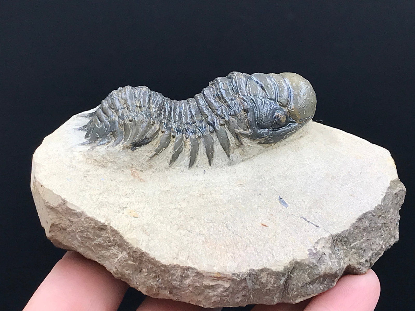 Trilobite, Fossil, Rock, Natural, Collectible, Specimen: Fossil Trilobite Crotocephalus gibbus Devonian Morocco 12oz