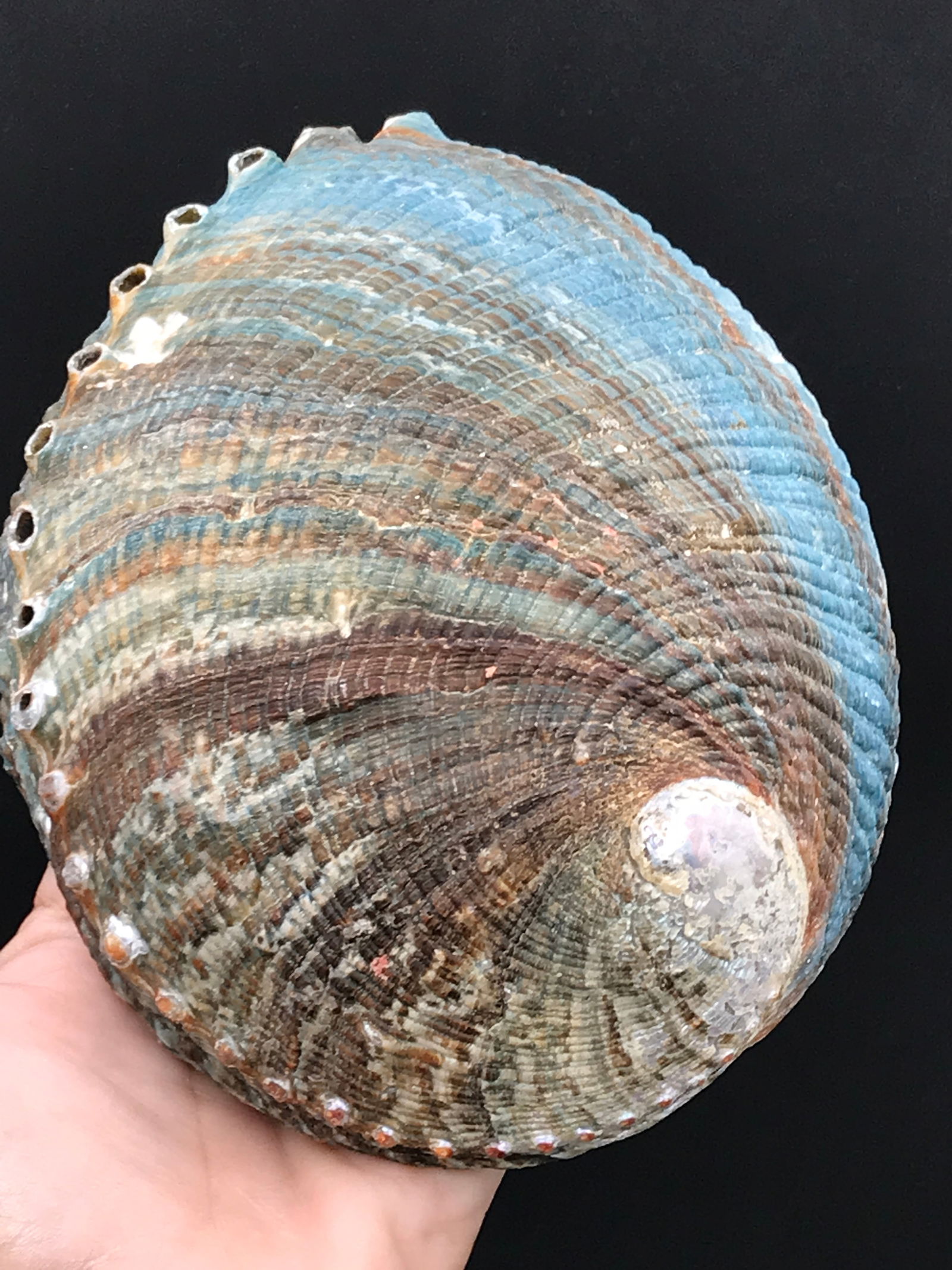 Seashell, Ocean, Beach, Natural, Decor, Collectible, Specimen (1 of 4)