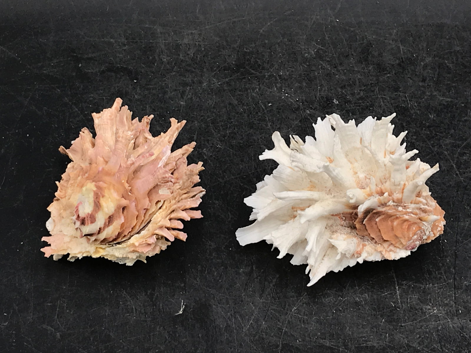 Seashell, Ocean, Beach, Natural, Decor, Collectible, Specimen: Seashell Chamalys