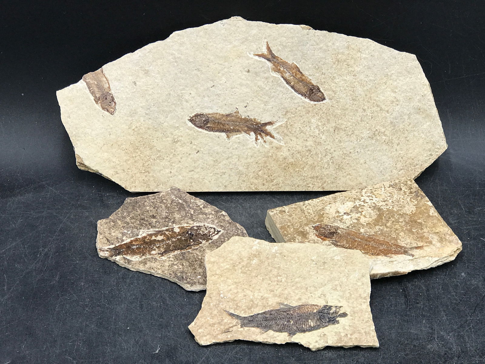 Fish, Fossil, Rock, Natural, Decor, Collectible, Specimen, Green River Formation,: Fossil Fish Mix Knightia Eoceana Green River Formation, WY 5+ Specimen