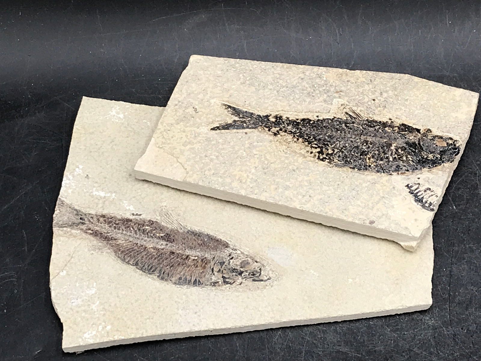 Fish, Fossil, Rock, Natural, Decor, Collectible, Specimen, Green River Formation,: Fossil Fish Knightia Eoceana Diplomystus Green River Formation, WY