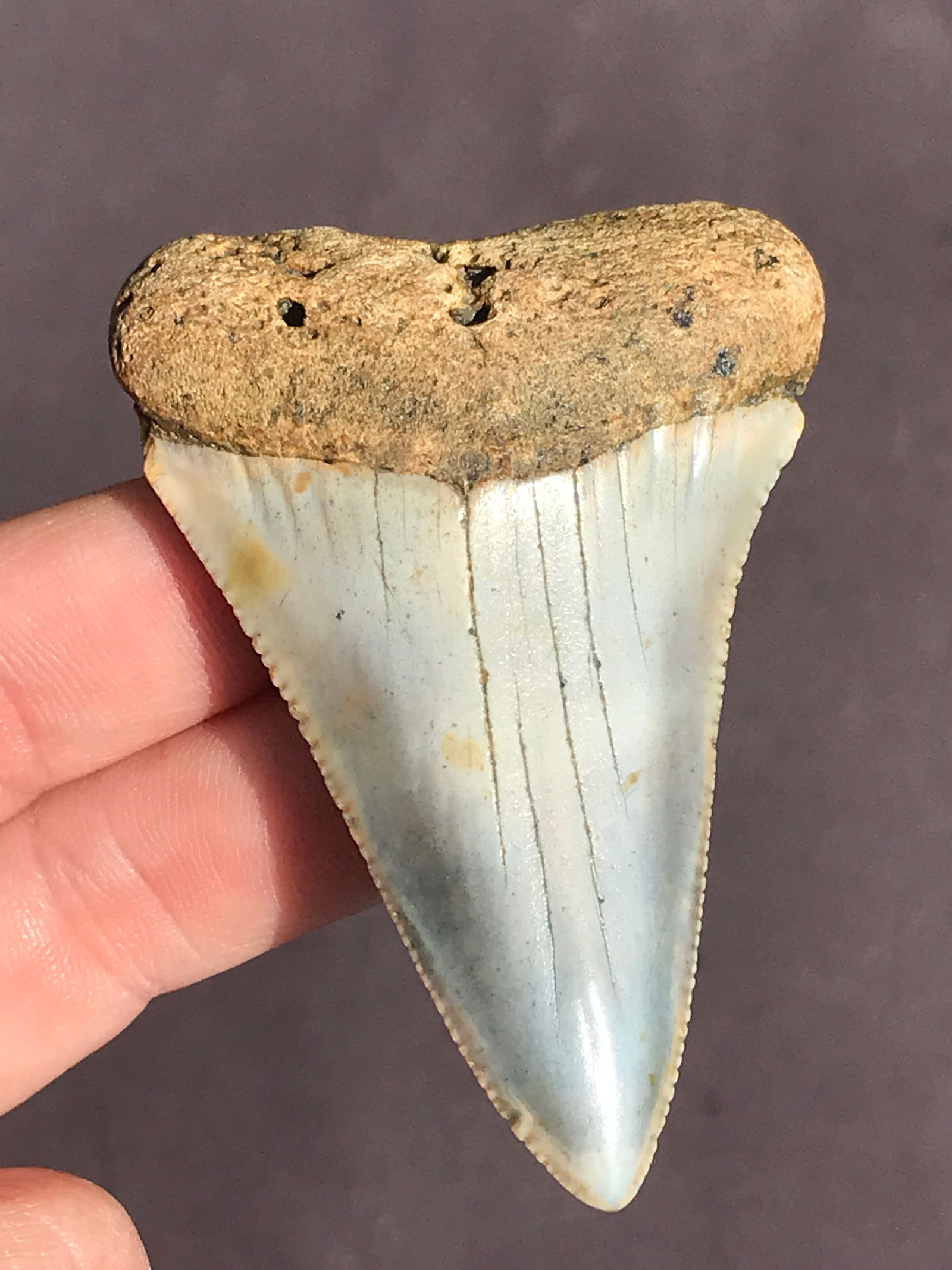 Shark, Fossil, Natural, Collectible, Specimen, Tooth: Fossil Shark Tooth Great White 2.65"