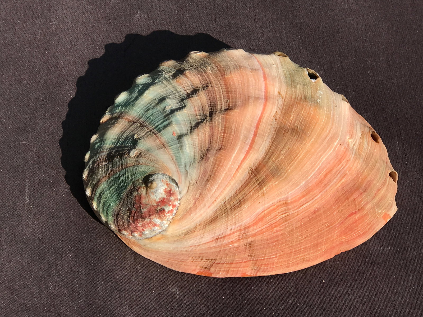 Seashell, Ocean, Beach, Natural, Decor, Collectible, Specimen: Seashell Red Abalone