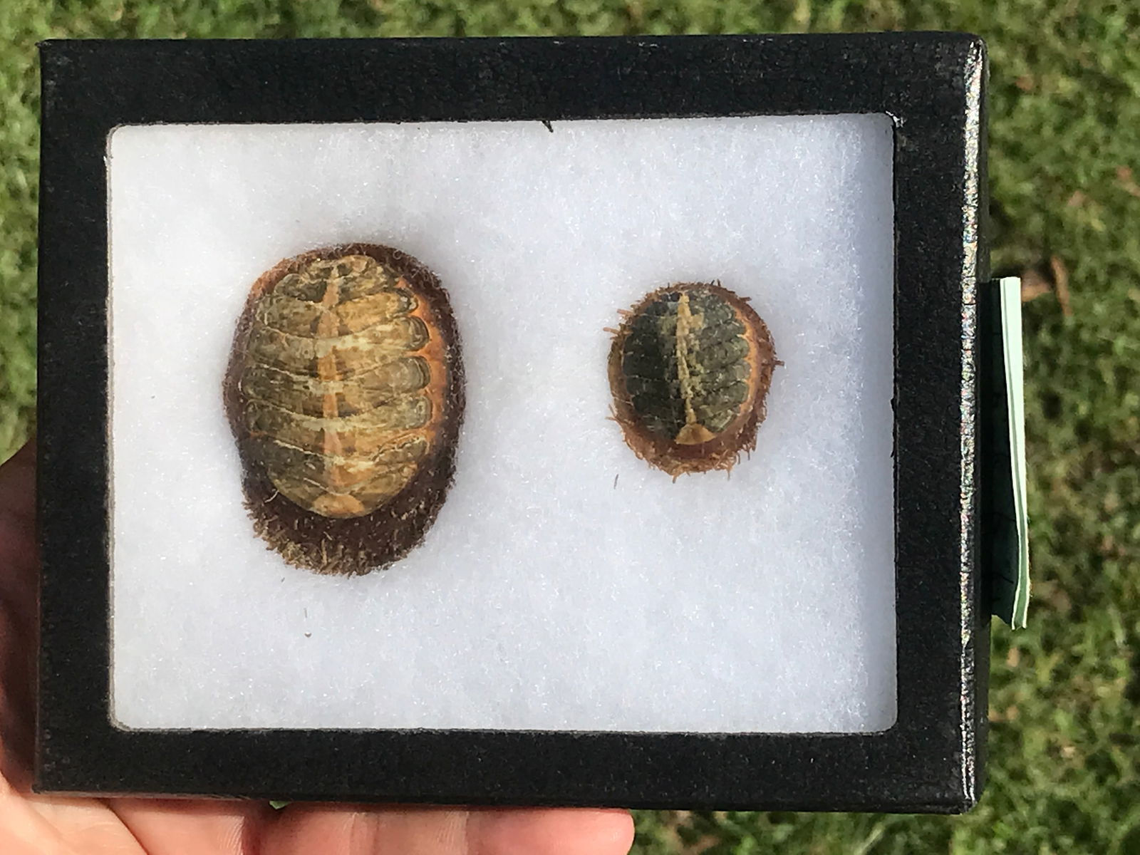 Chitton, Fossil, Rock, Natural, Decor, Collectible, Specimen,: Preserved Chitons WA