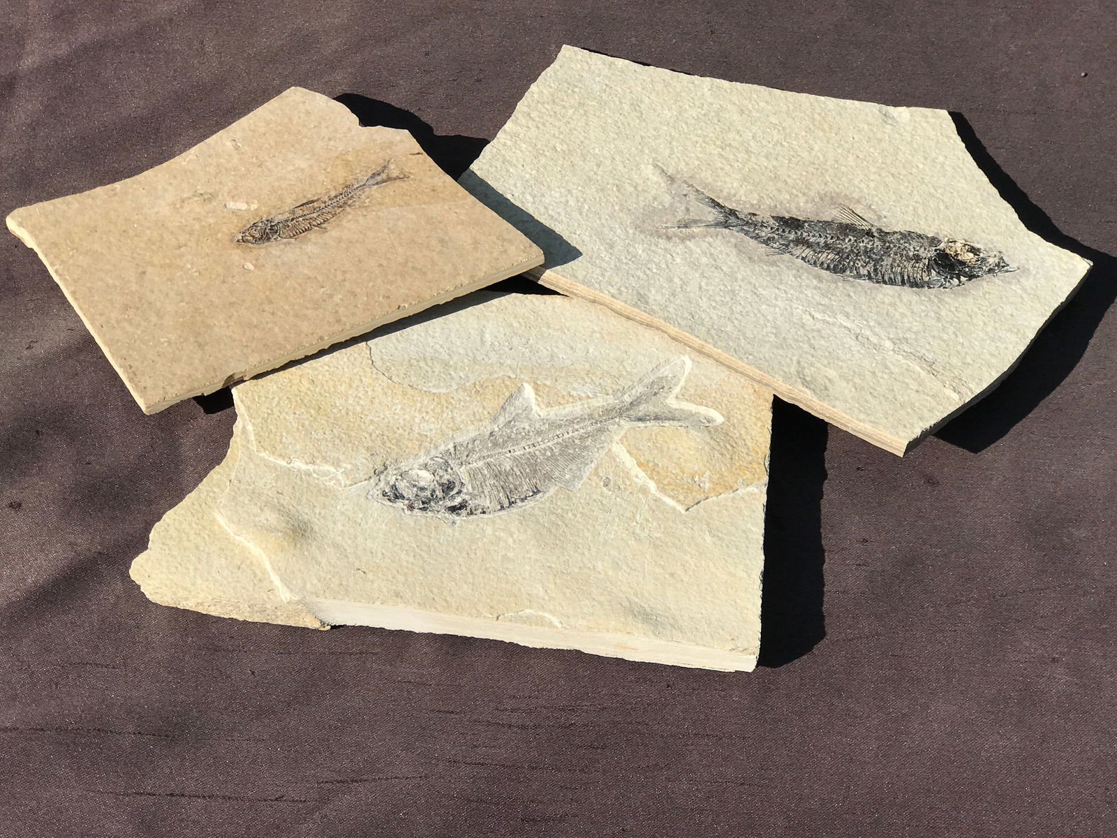 Fish, Fossil, Rock, Natural, Decor, Collectible, Specimen, Green River Formation (1 of 4)