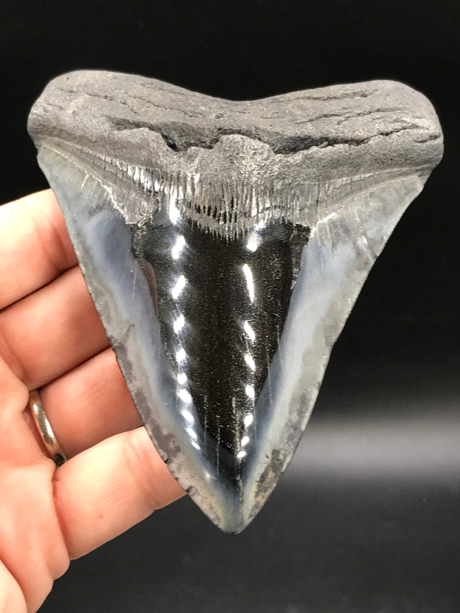 Shark, Fossil, Natural, Collectible, Specimen, Tooth, Megalodon: Fossil Shark Tooth Megalodon (Polished) SC 4.6"