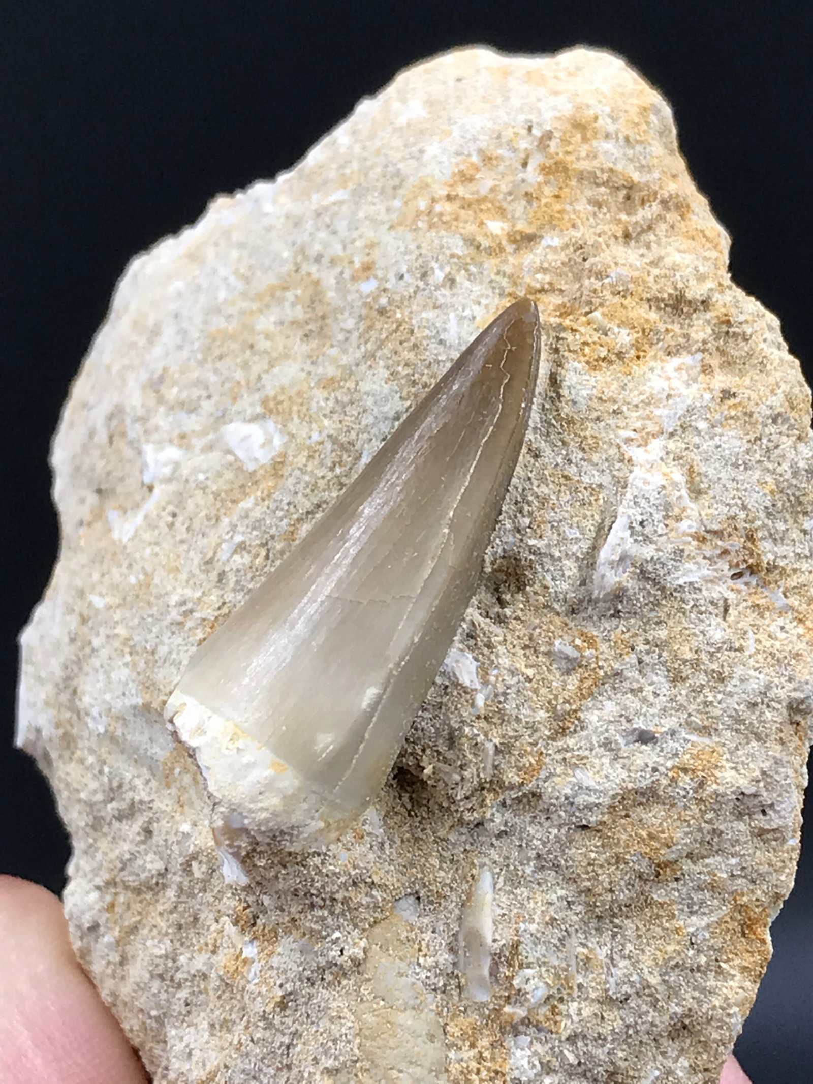 Dinosaur, Fossil, Natural, Collectible, Specimen, Tooth: Fossil Tooth Mosasaur in Matrix Morocco 3oz