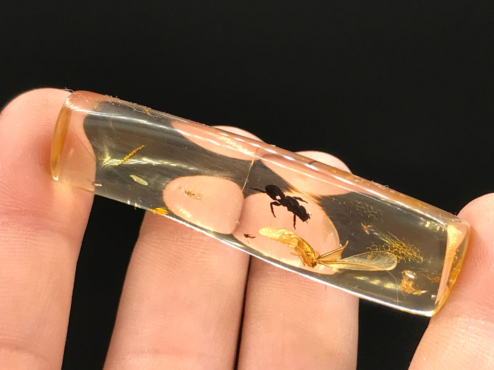 Amber, Fossil, Natural, Collectible, Specimen, Insect: Amber (Copal) with Insect Inclusions Colombia 10 M.Y.O. 5g