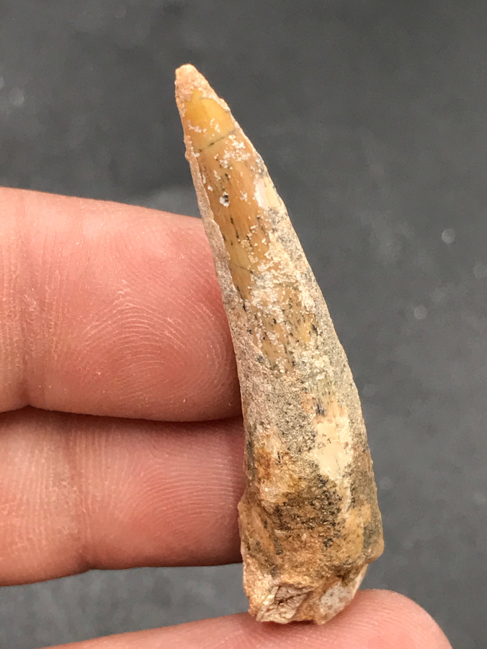 Dinosaur, Fossil, Natural, Collectible, Specimen, Tooth: Fossil Dinosaur Tooth Pterosaur Morocco 1.75"