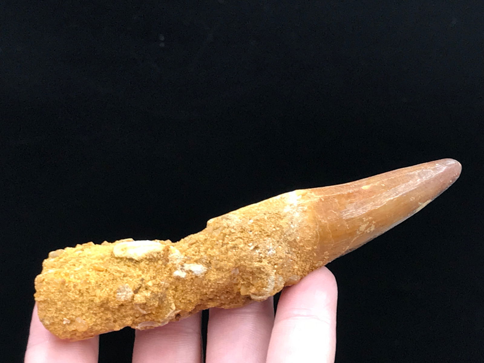 Dinosaur, Fossil, Natural, Collectible, Specimen, Tooth: Fossil Dinosaur Tooth Spinosaurus in Matrix 4.1"