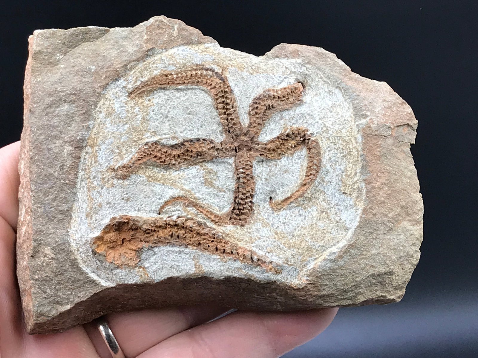 Star Fish, Fossil, Rock, Natural, Decor, Collectible, Specimen, (1 of 3)