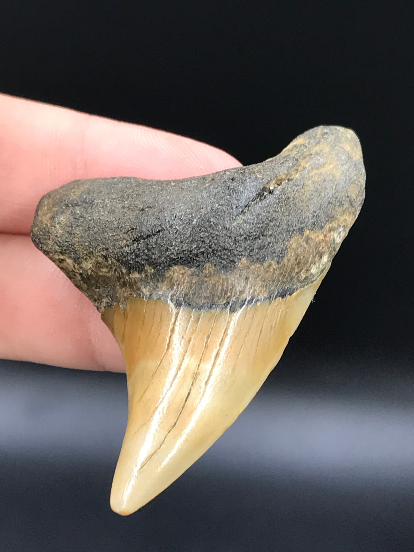 Shark, Fossil, Natural, Collectible, Specimen, Tooth: Fossil Shark Tooth: Benedini Thresher 2.35"