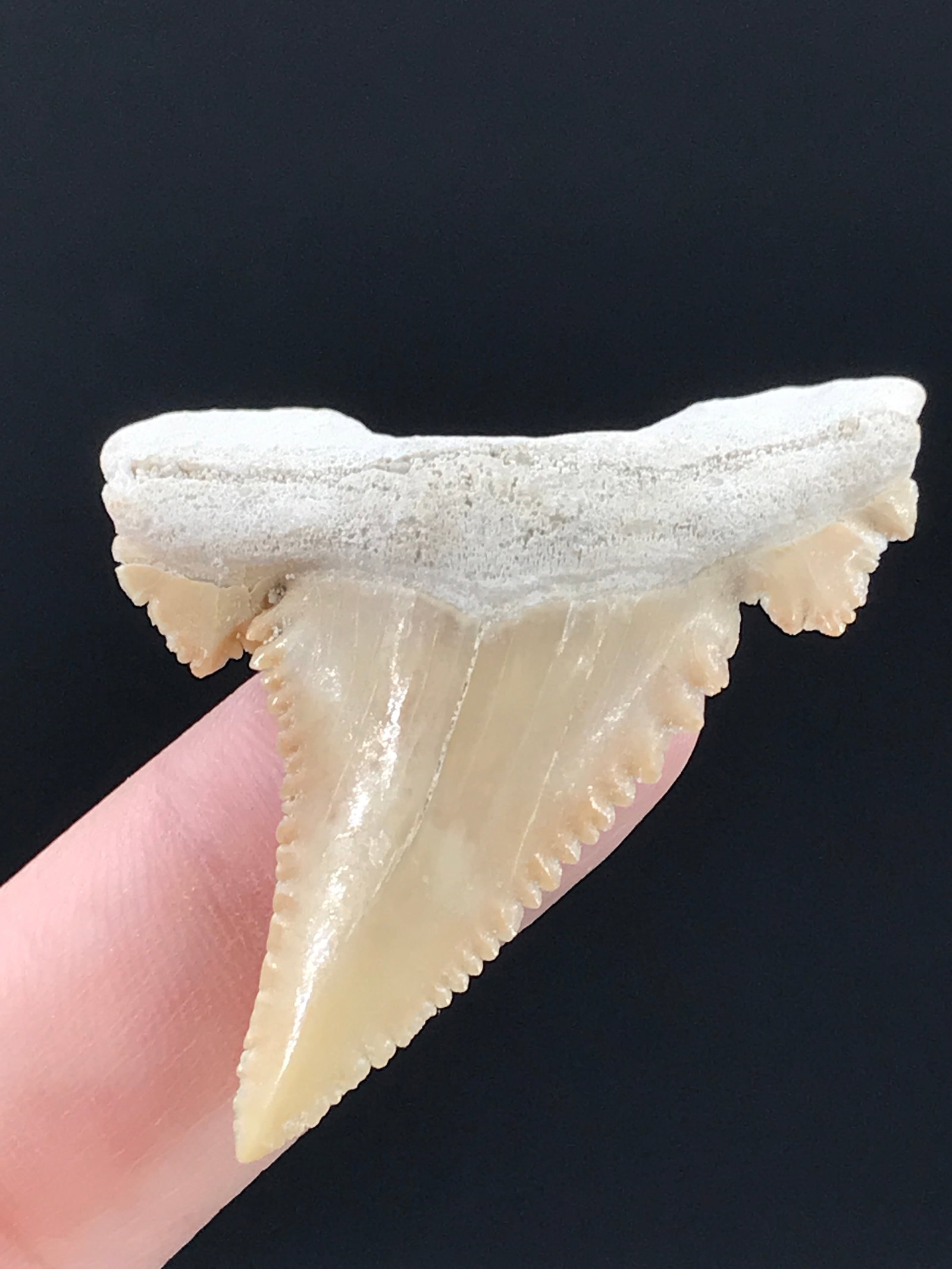 Shark, Fossil, Natural, Collectible, Specimen, Tooth: Fossil Shark Tooth Otodus obliques 1.7"